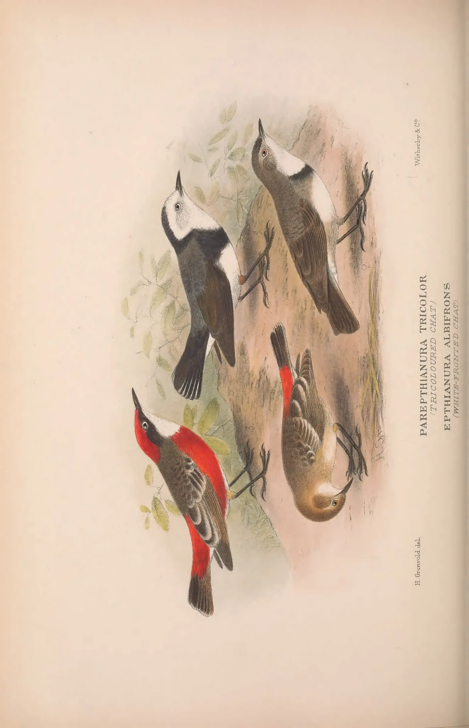 Historical bird plate: Identification needs research
