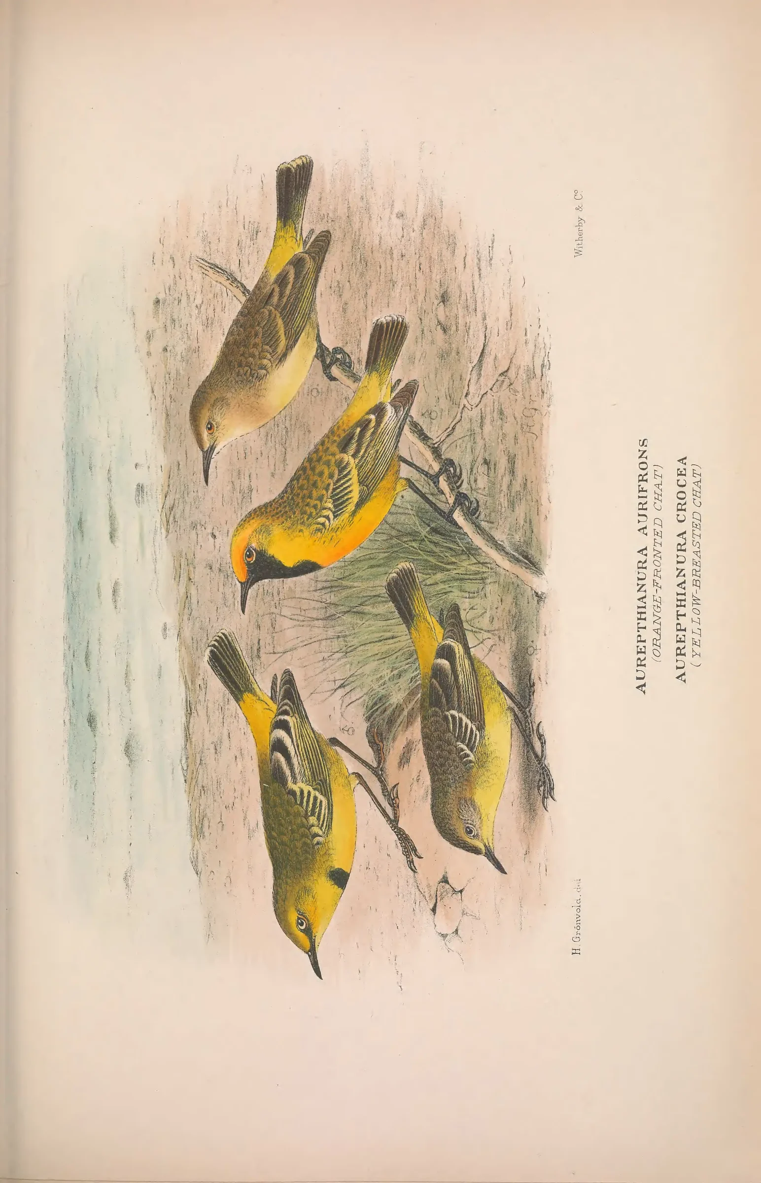 Historical bird plate: Identification needs research