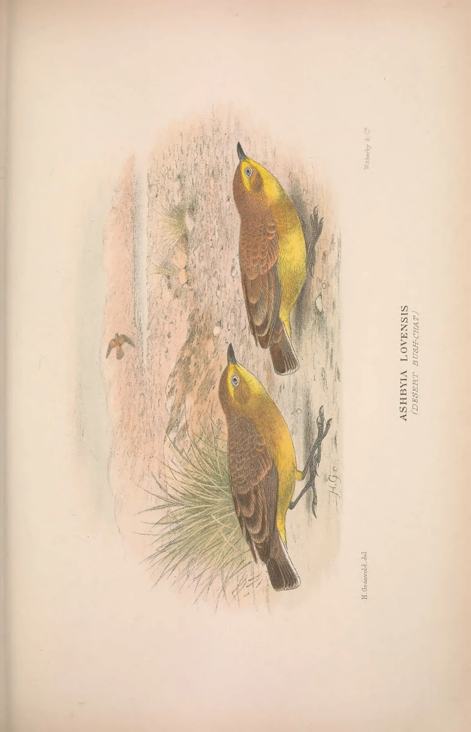 Historical bird plate: Identification needs research