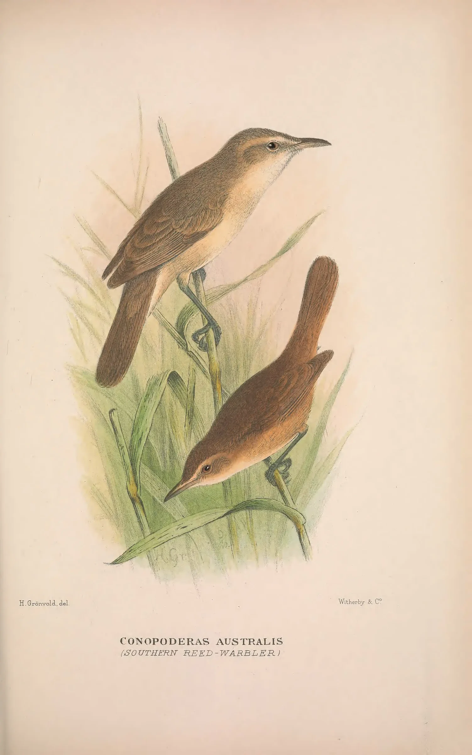 Historical bird plate: Identification needs research
