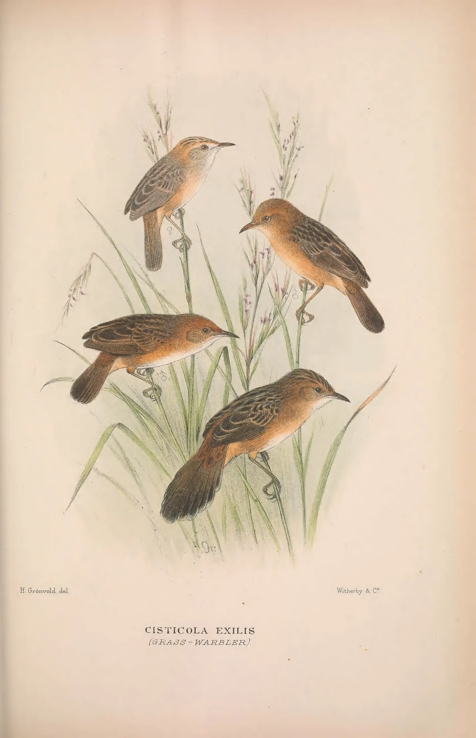 Historical bird plate: Golden-headed Cisticola