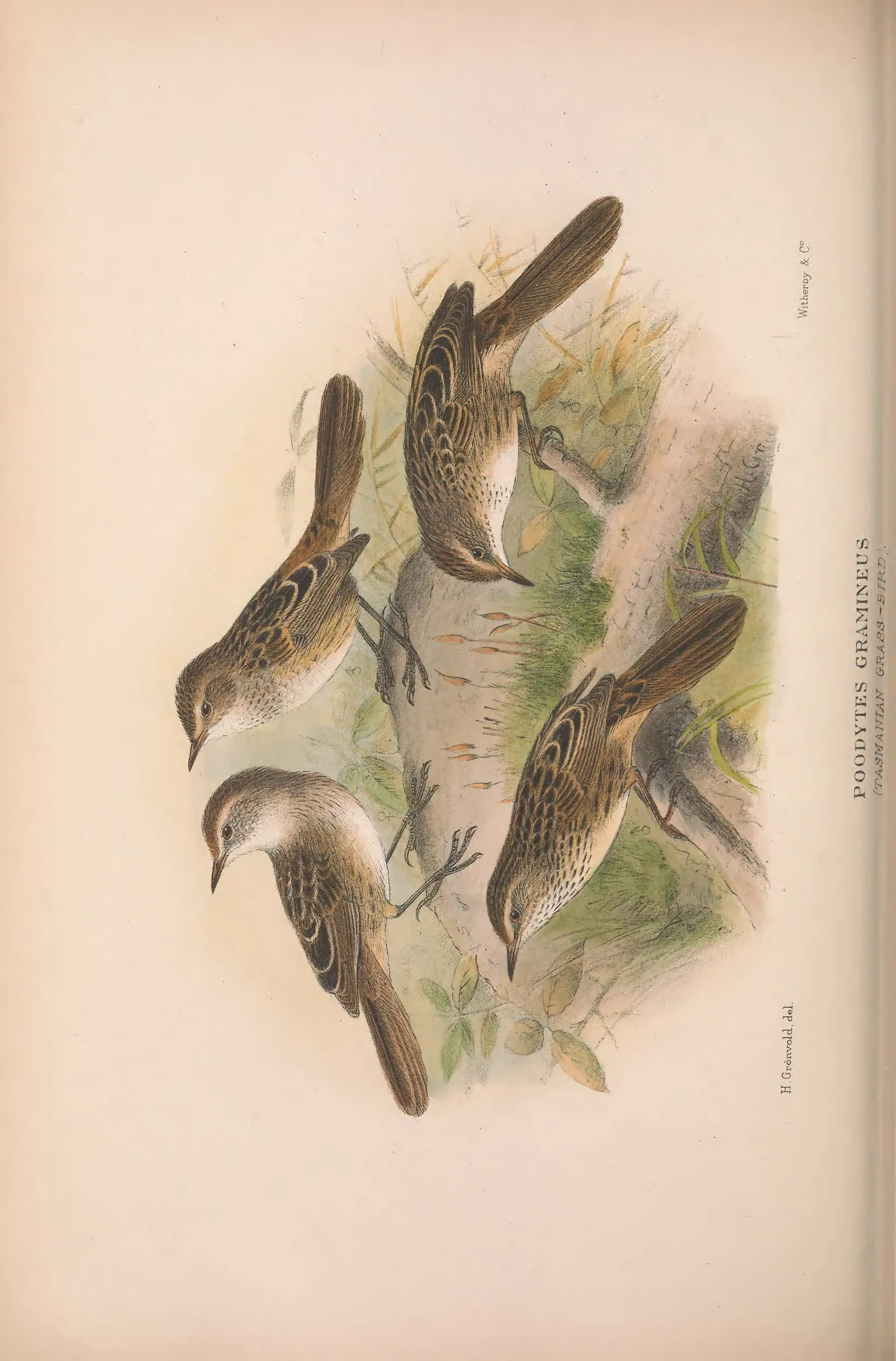 Historical bird plate: Identification needs research