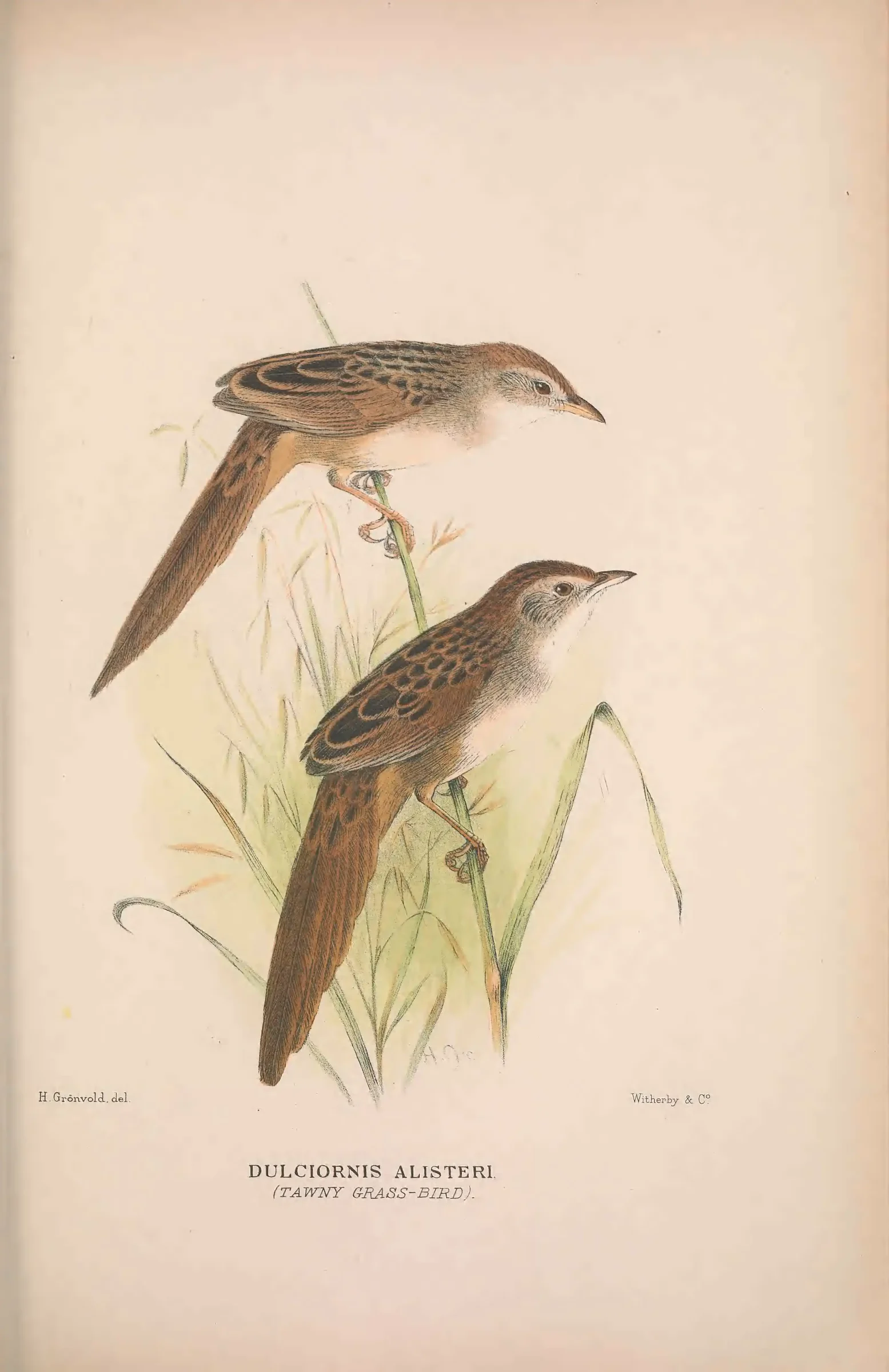 Historical bird plate: Identification needs research