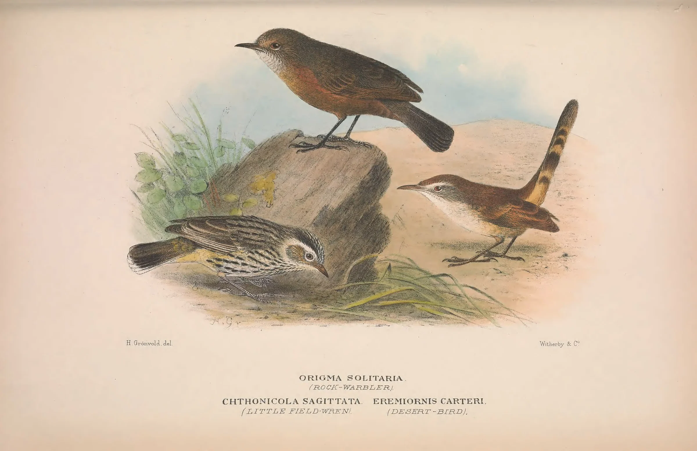 Historical bird plate: Spinifexbird