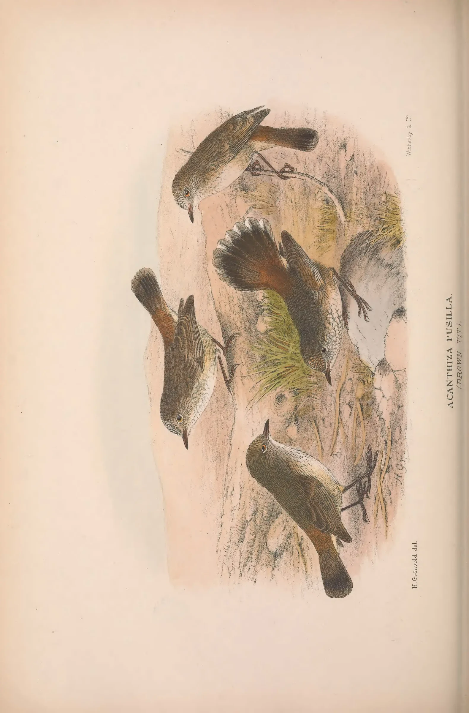 Historical bird plate: Identification needs research