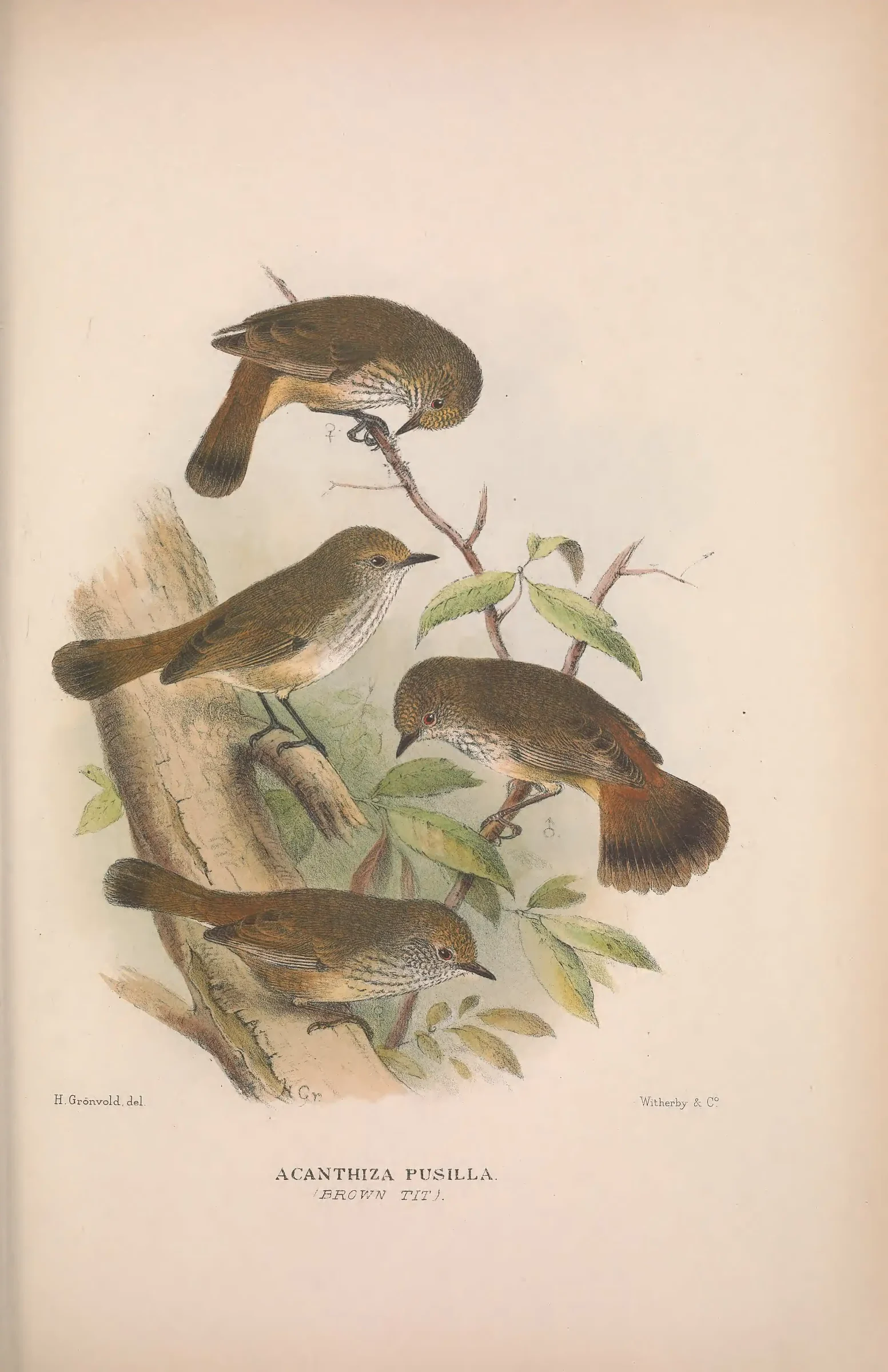 Historical bird plate: Brown Thornbill