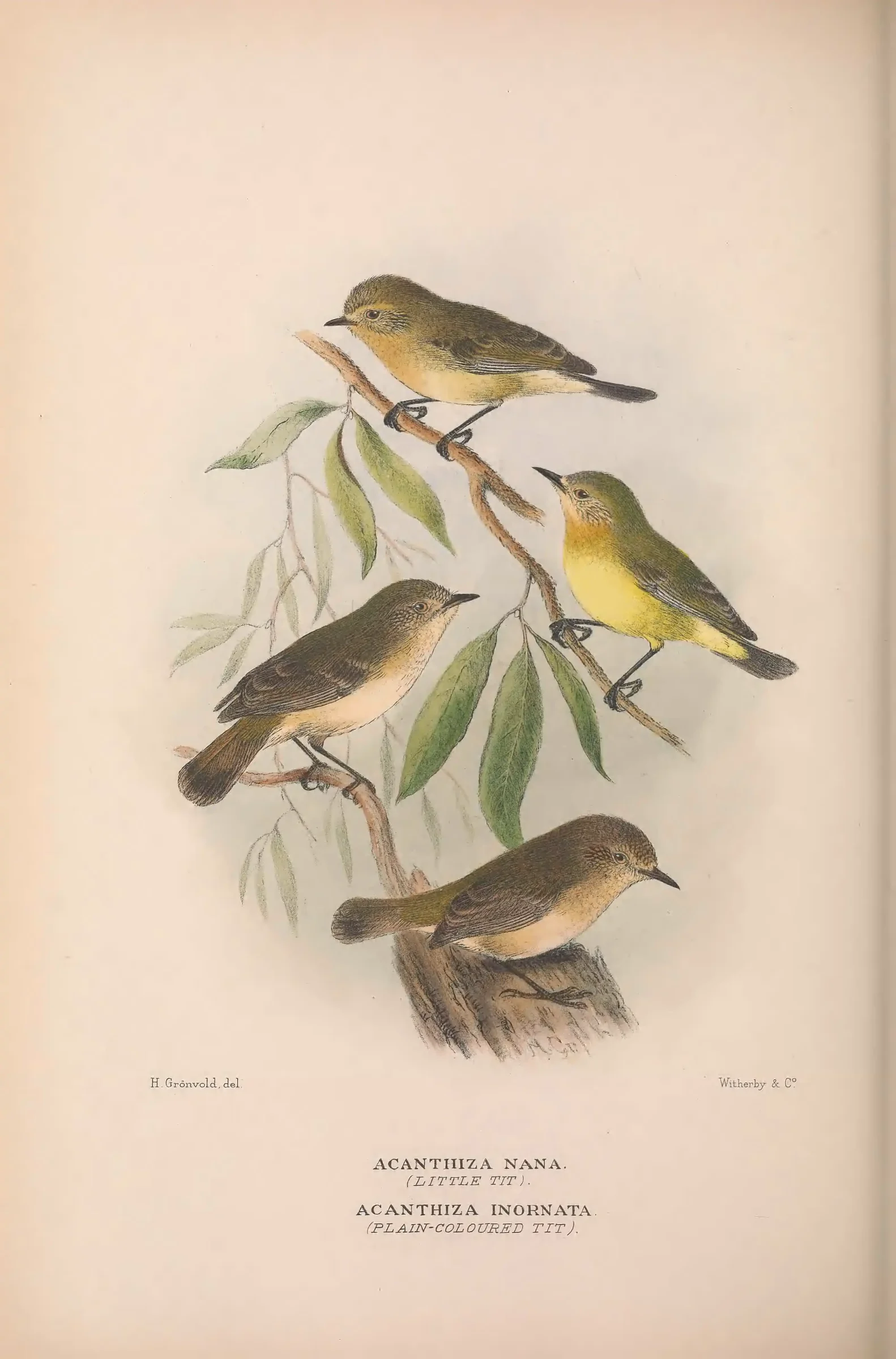 Historical bird plate: Western Thornbill