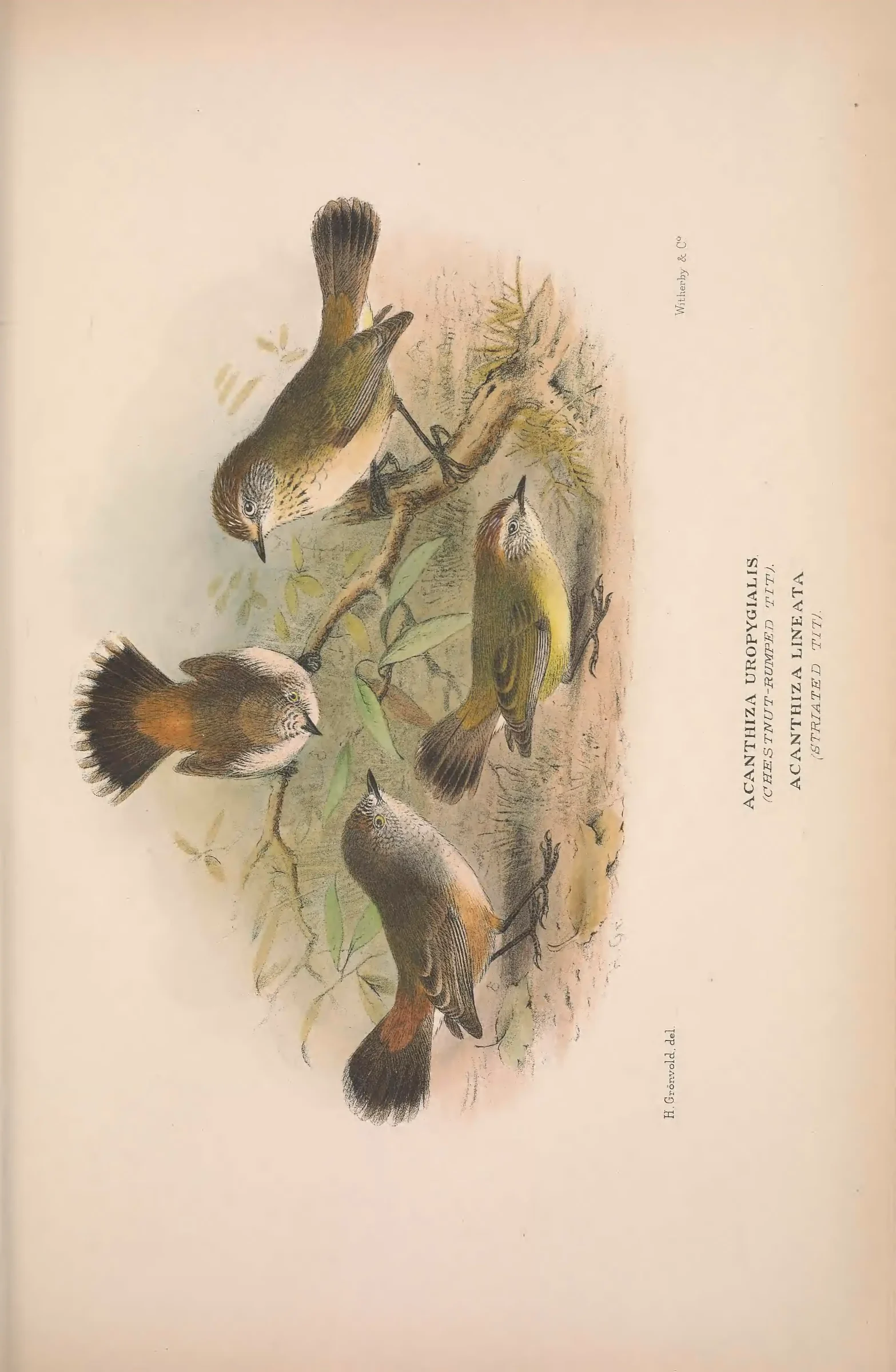 Historical bird plate: Identification needs research