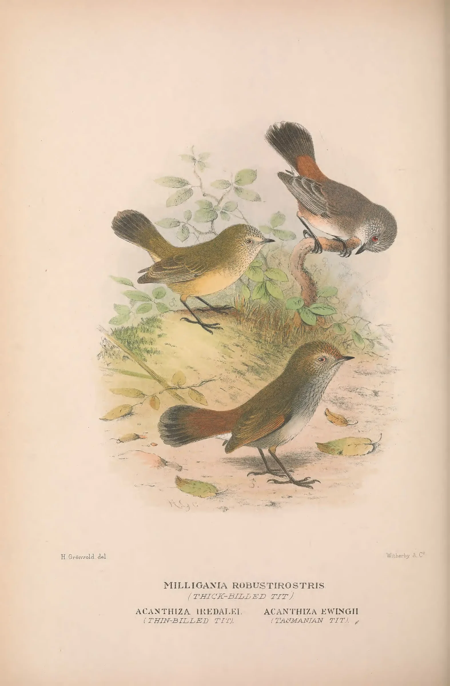 Historical bird plate: Tasmanian Thornbill