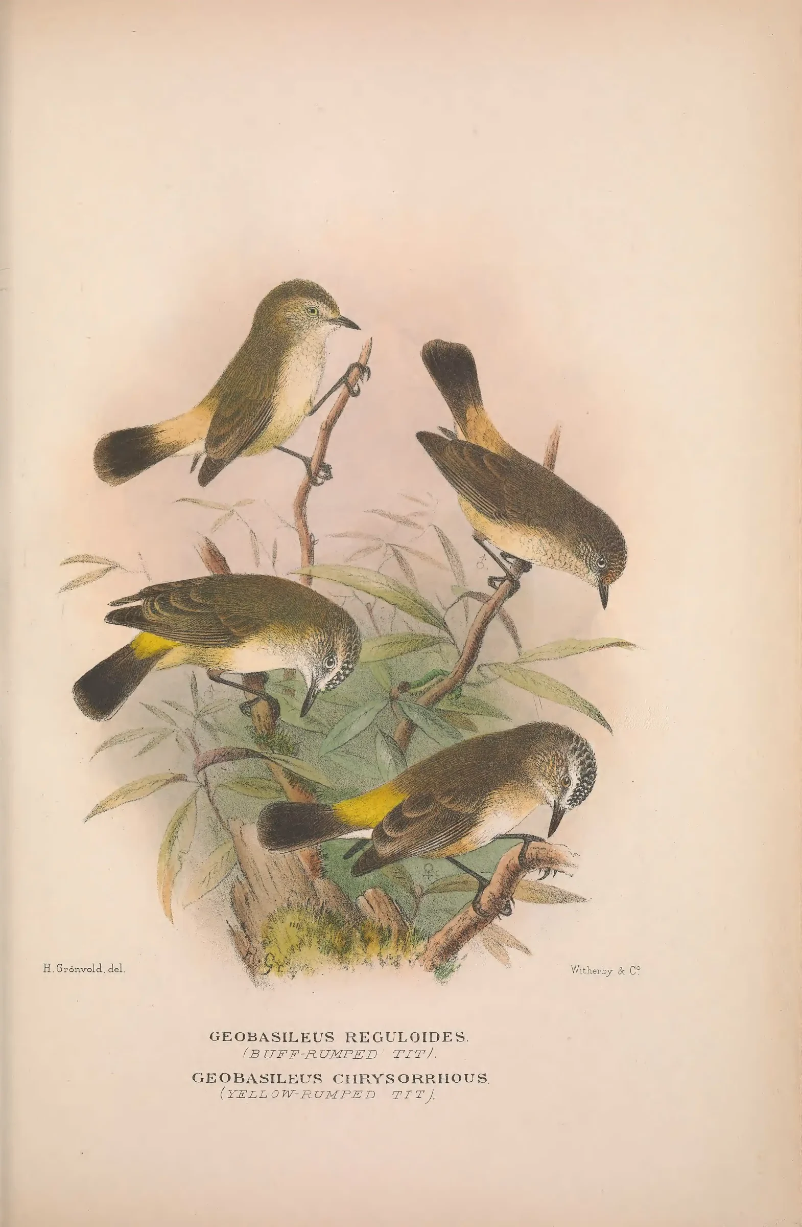 Historical bird plate: Buff-rumped Thornbill