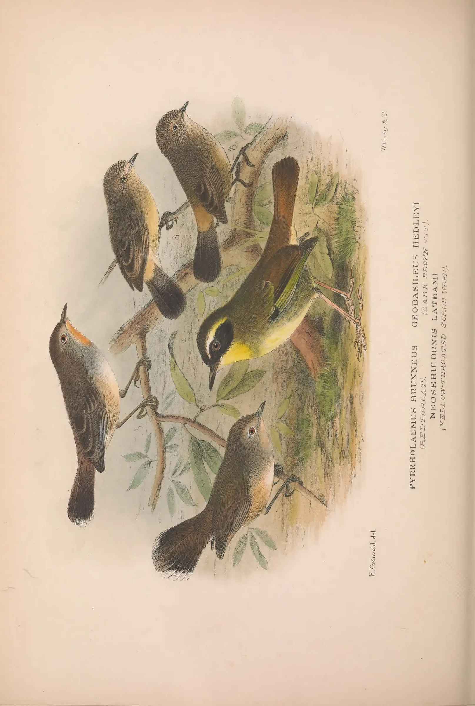 Historical bird plate: Identification needs research