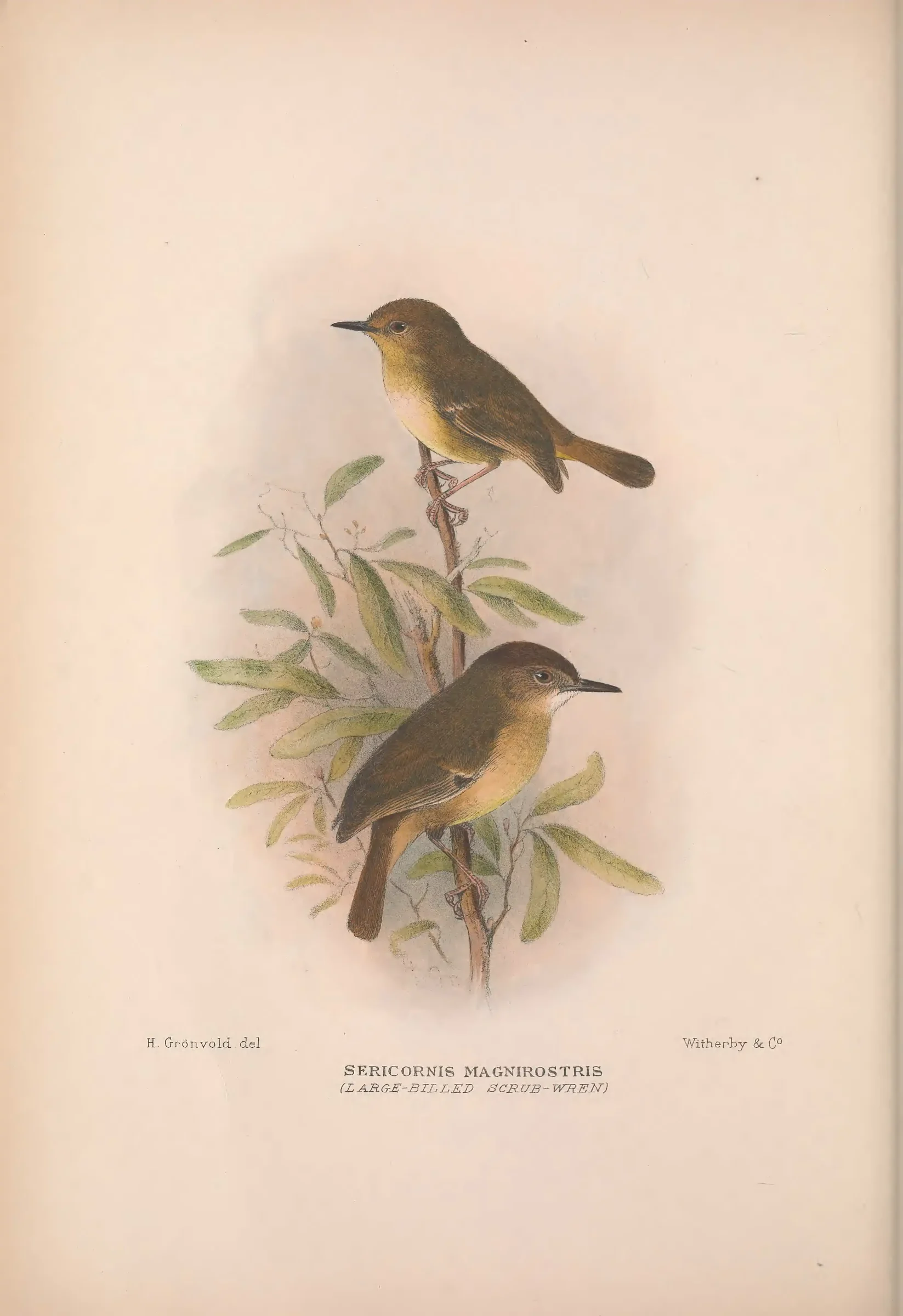 Historical bird plate: Large-billed Scrubwren