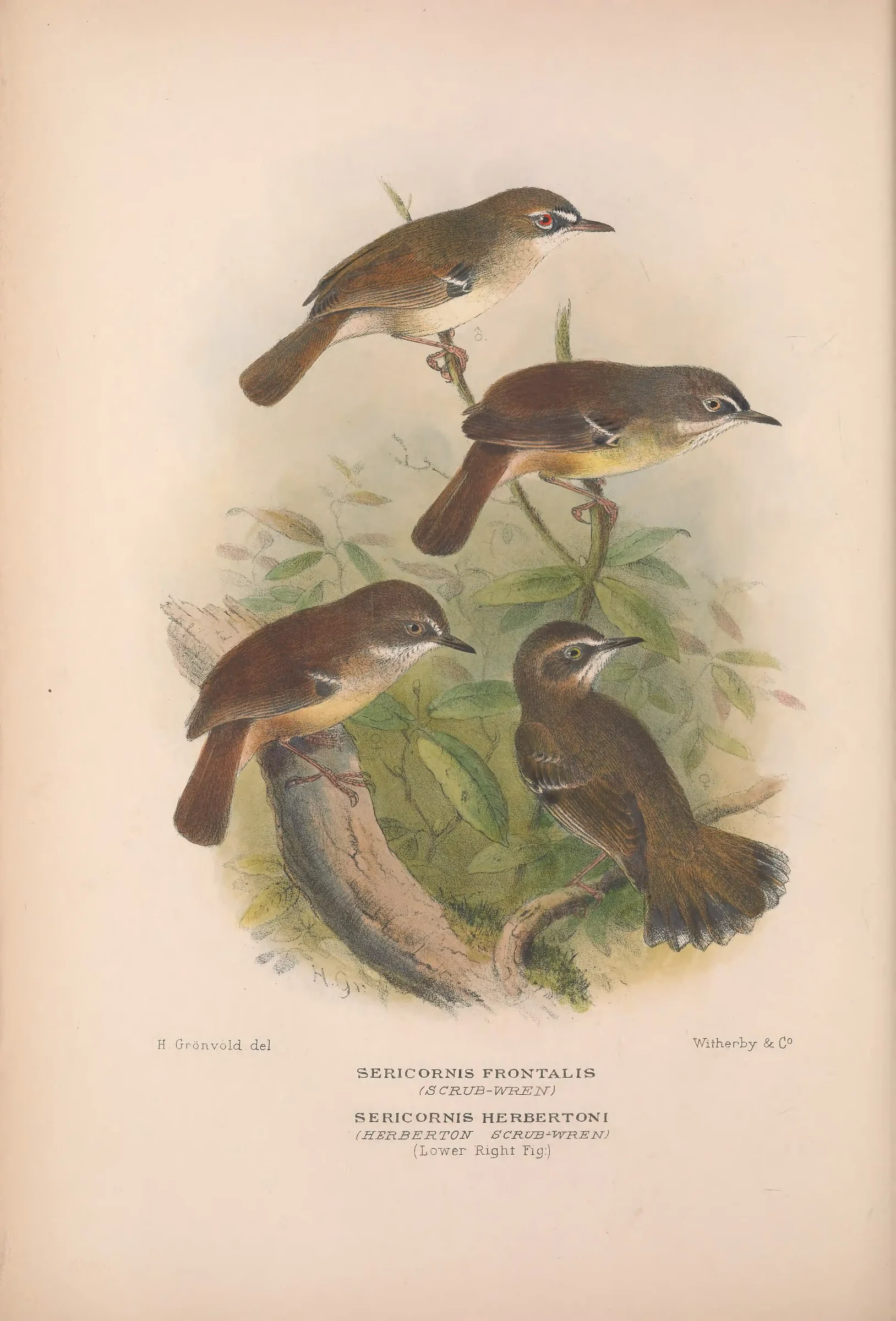 Historical bird plate: White-browed Scrubwren