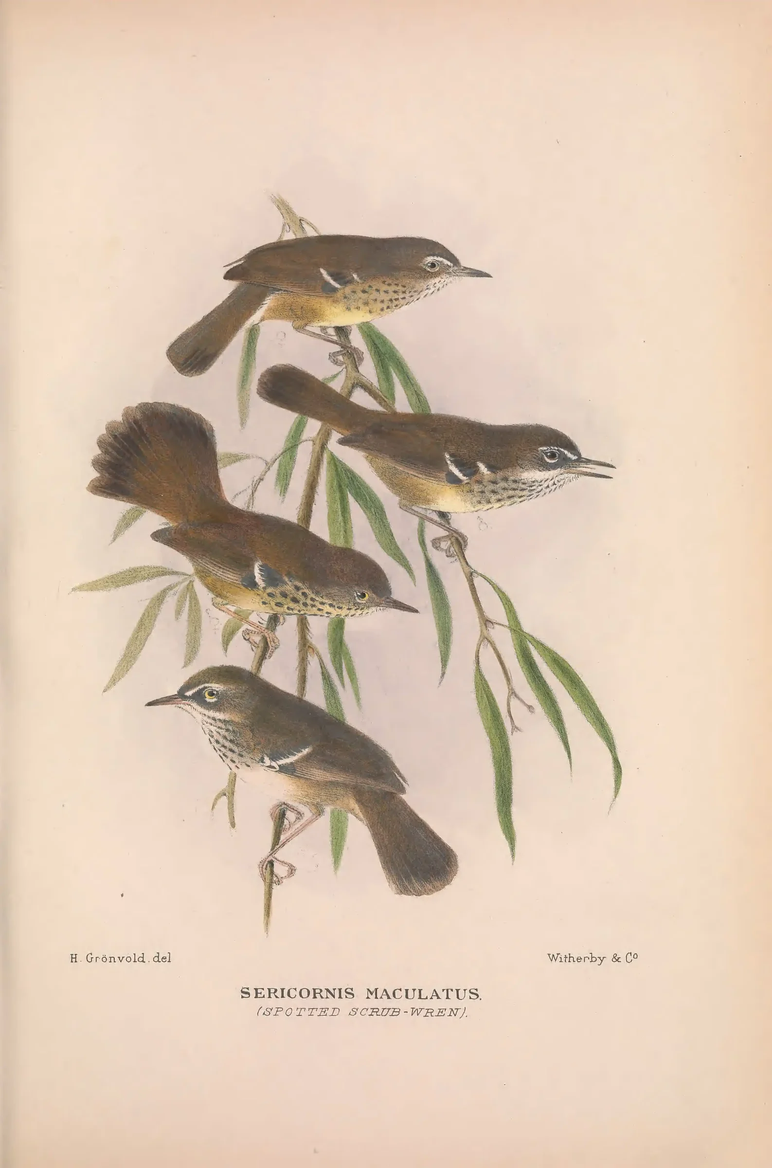 Historical bird plate: Spotted Scrubwren
