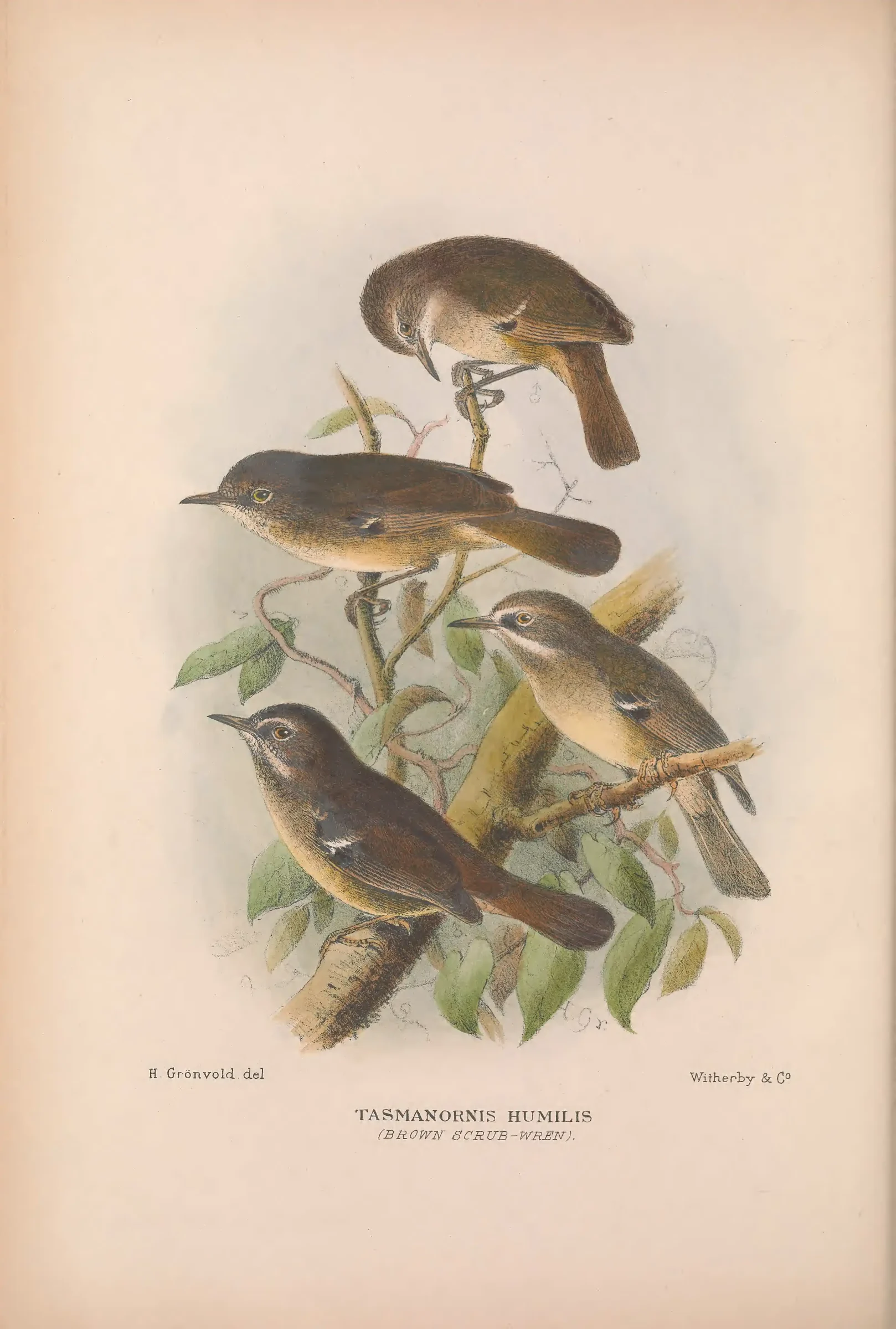 Historical bird plate: Tasmanian Scrubwren