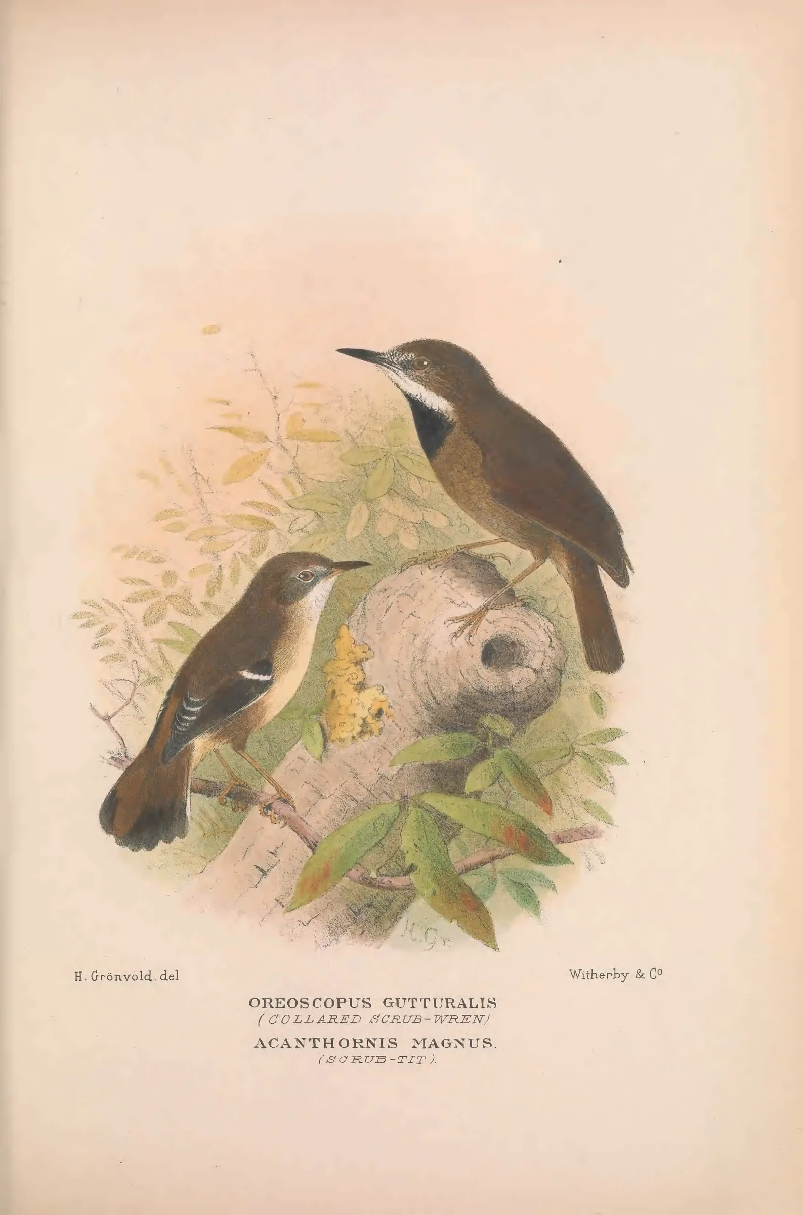 Historical bird plate: Fernwren