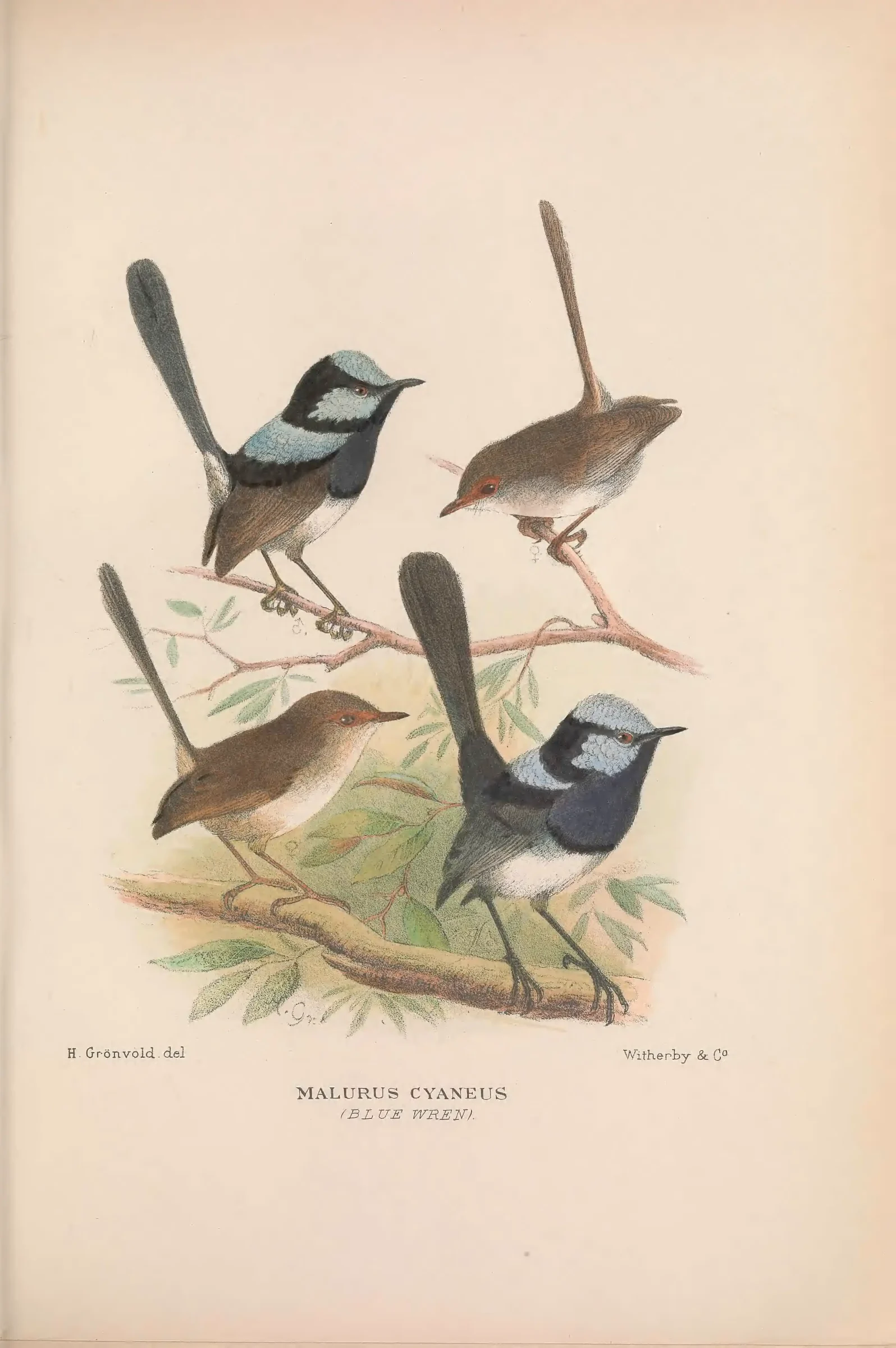 Historical bird plate: Superb Fairywren