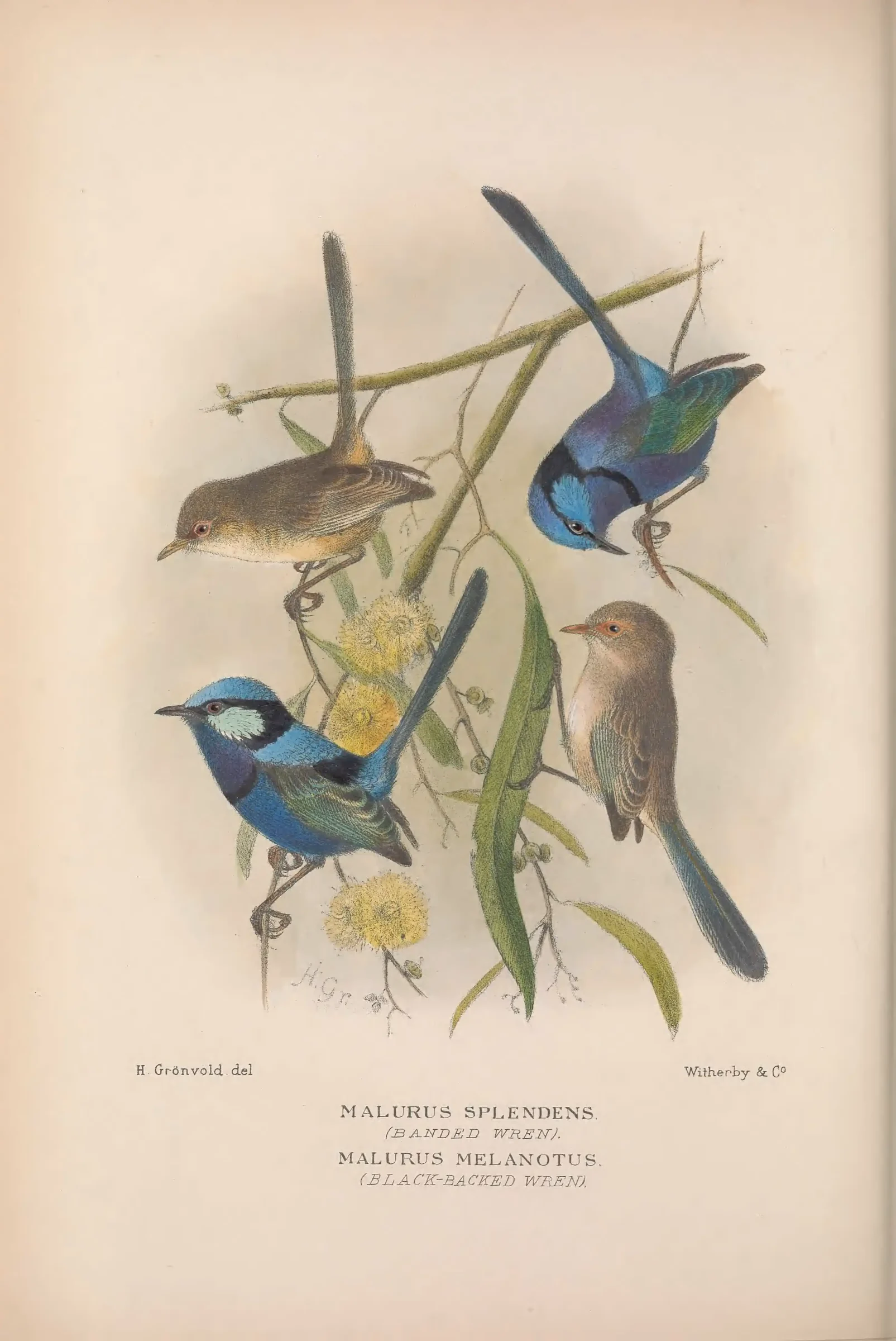 Historical bird plate: Splendid Fairywren