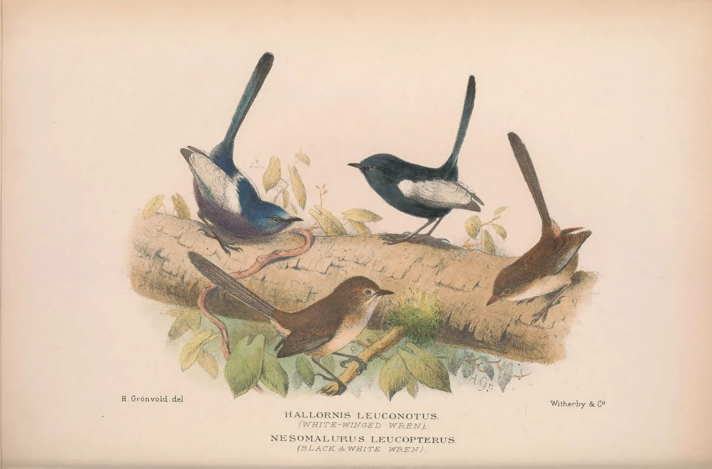 Historical bird plate: White-winged Fairywren