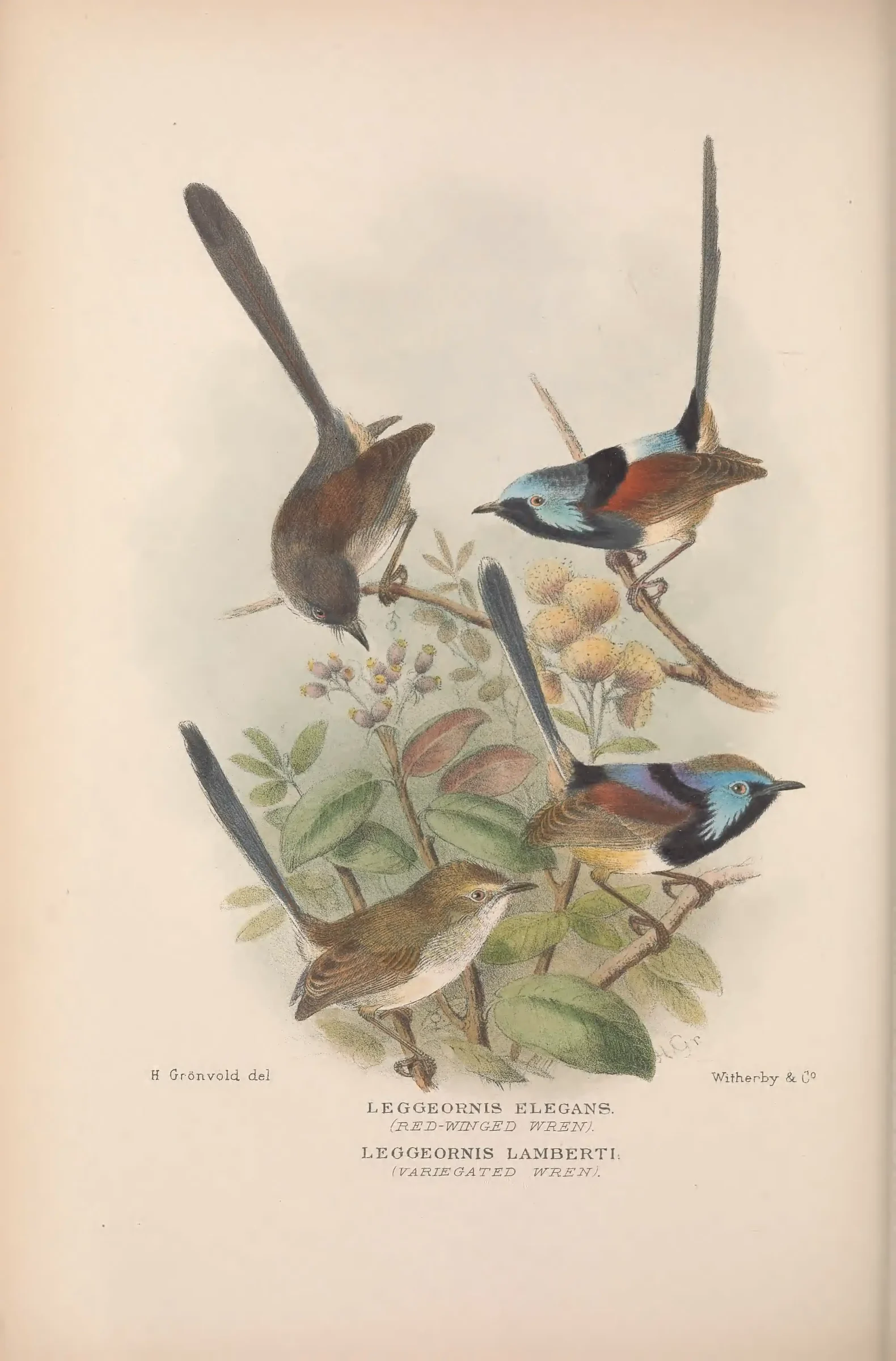 Historical bird plate: Red-winged Fairywren