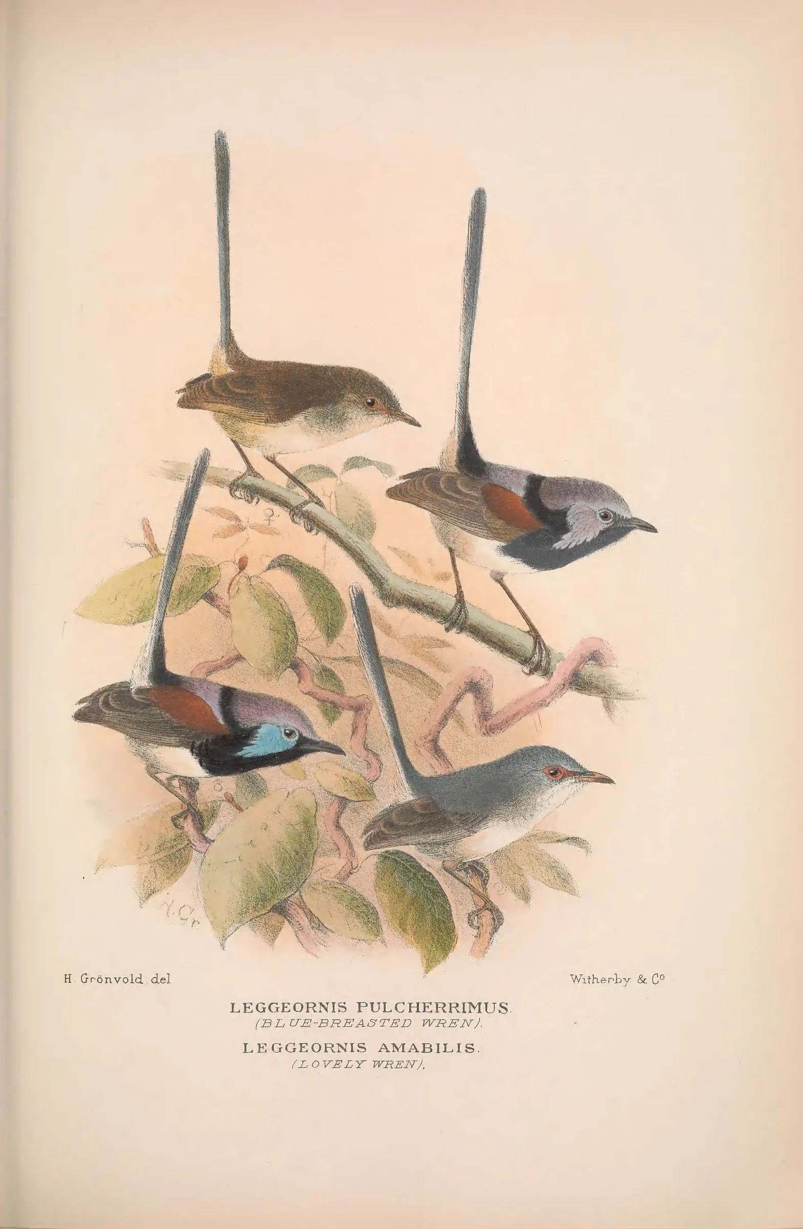 Historical bird plate: Blue-breasted Fairywren