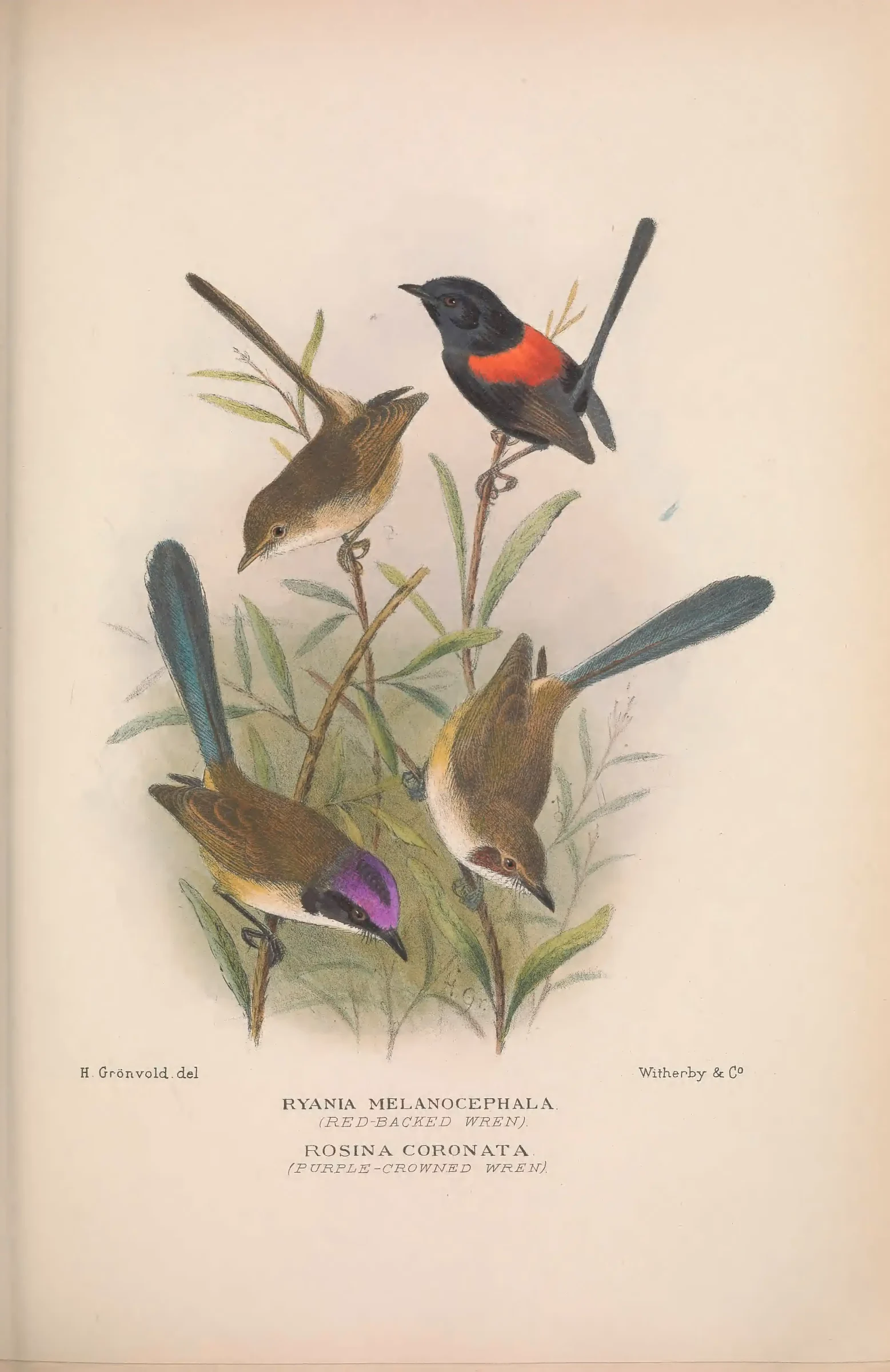 Historical bird plate: Purple-crowned Fairywren