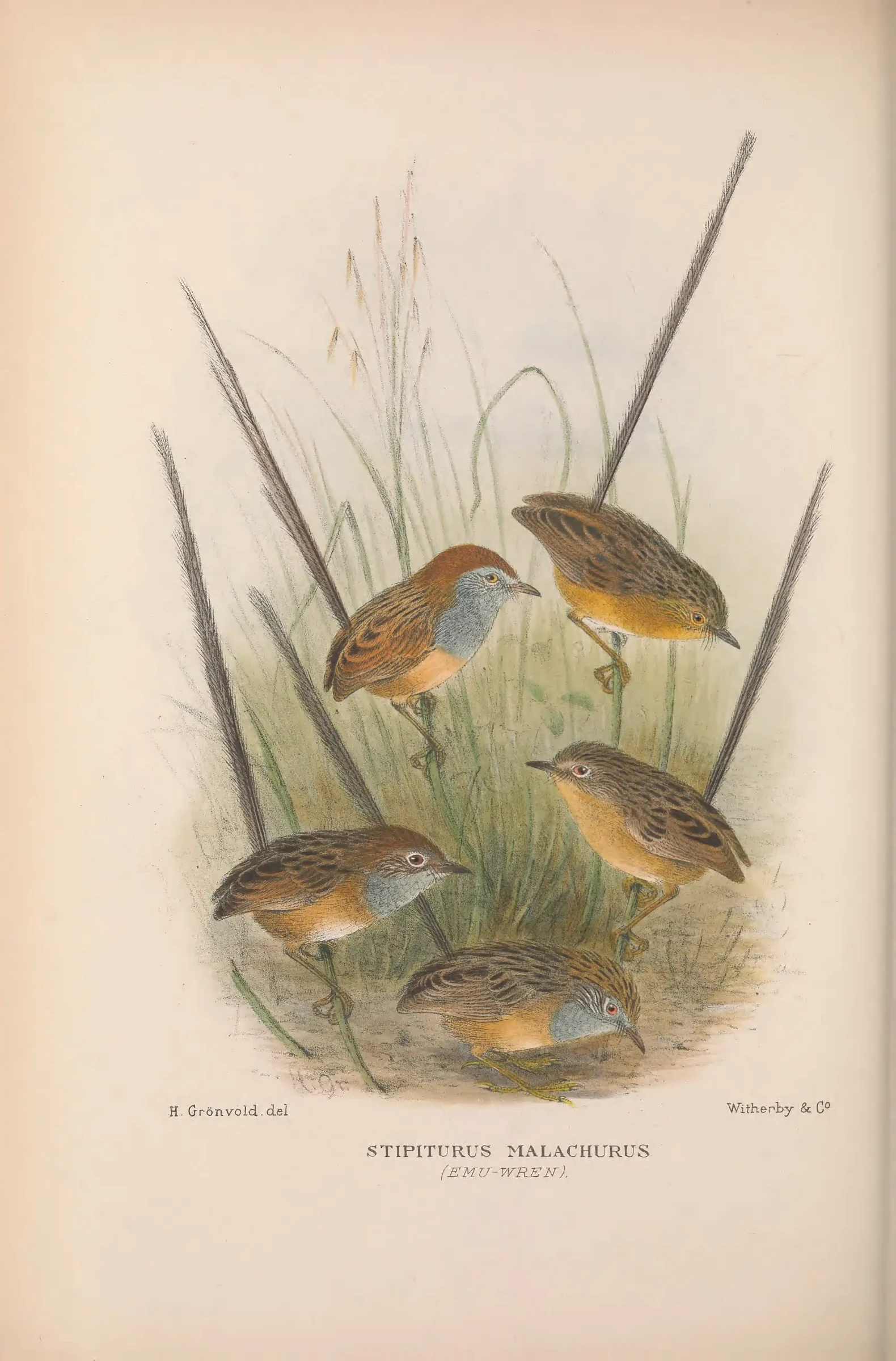 Historical bird plate: Southern Emu-wren