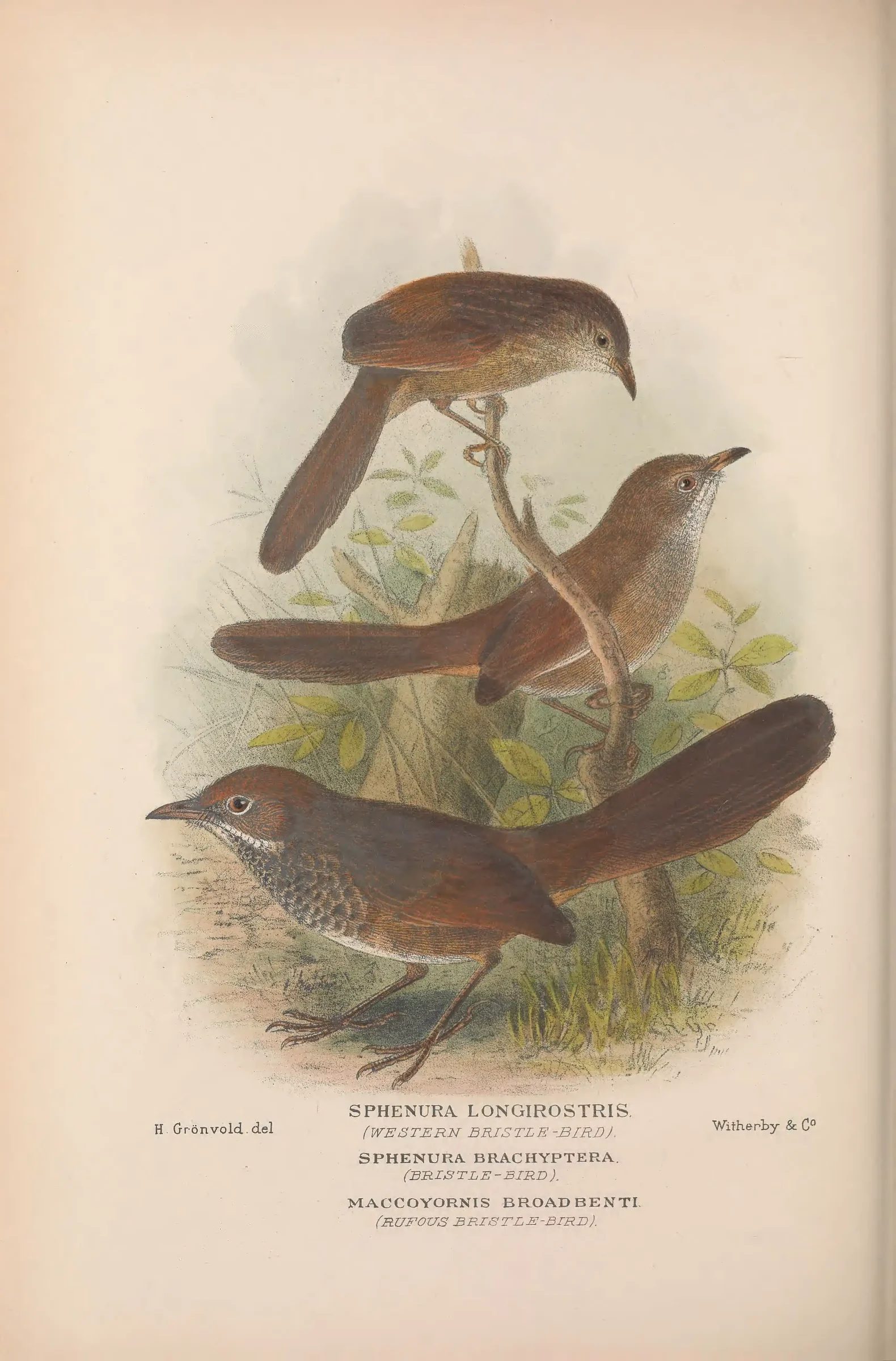 Historical bird plate: Eastern Bristlebird