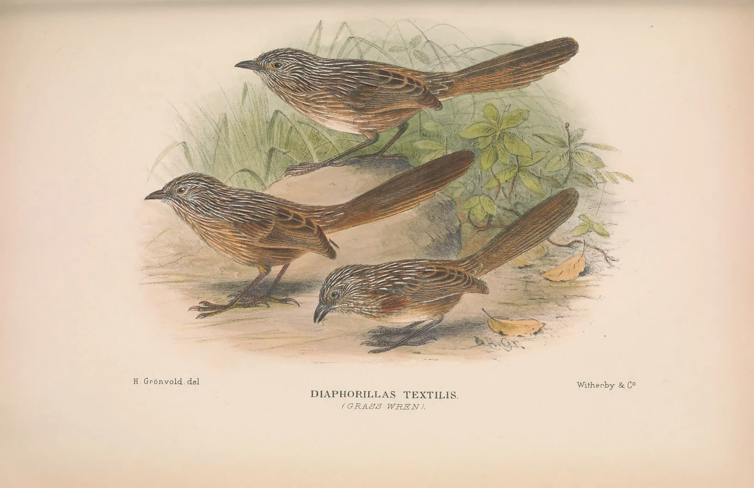 Historical bird plate: Western Grasswren