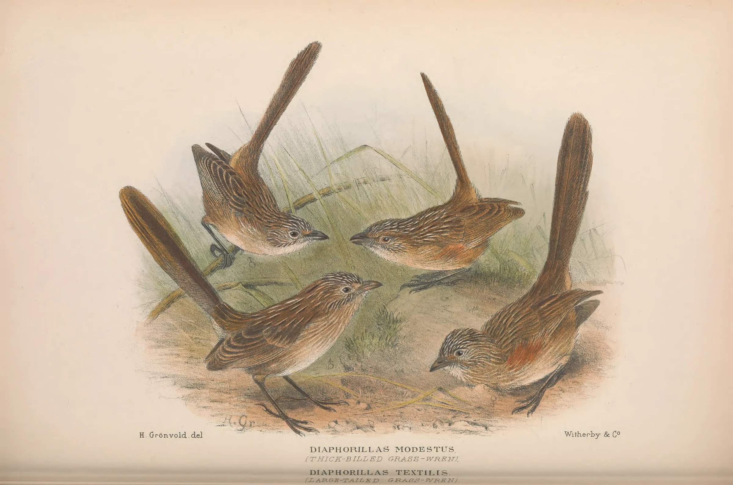 Historical bird plate: Thick-billed Grasswren