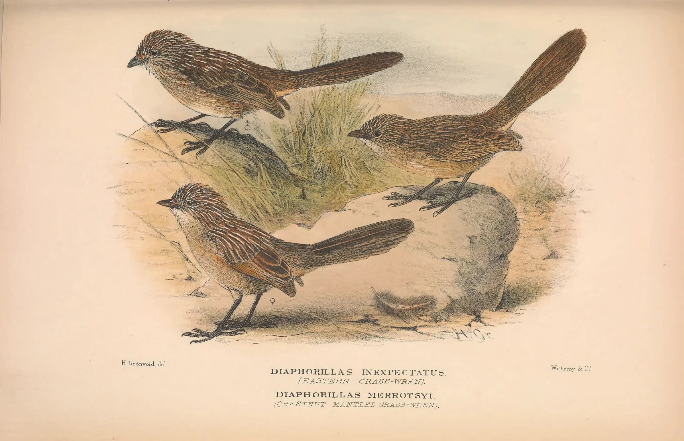Historical bird plate: Western Grasswren