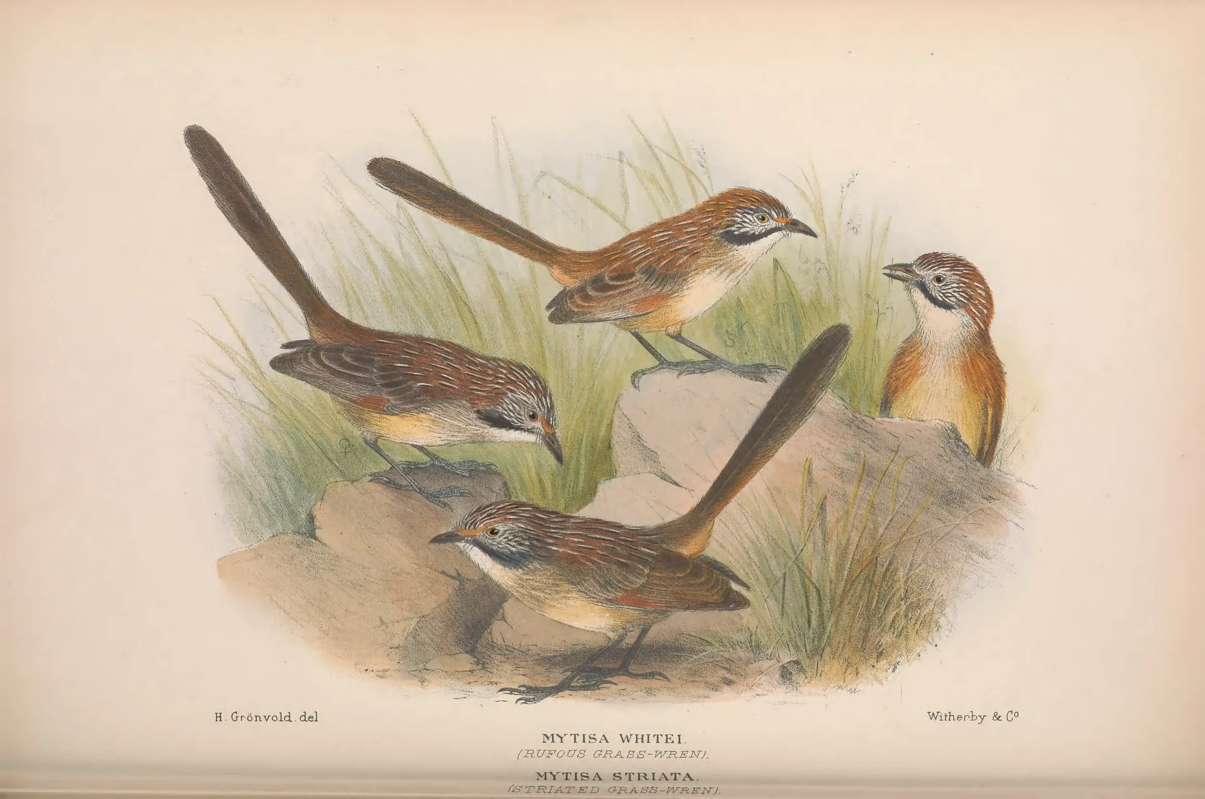 Historical bird plate: Pilbara Grasswren