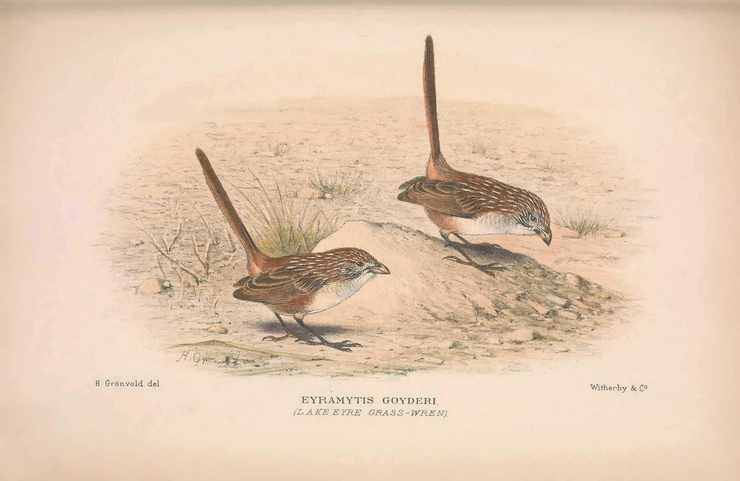 Historical bird plate: Eyrean Grasswren