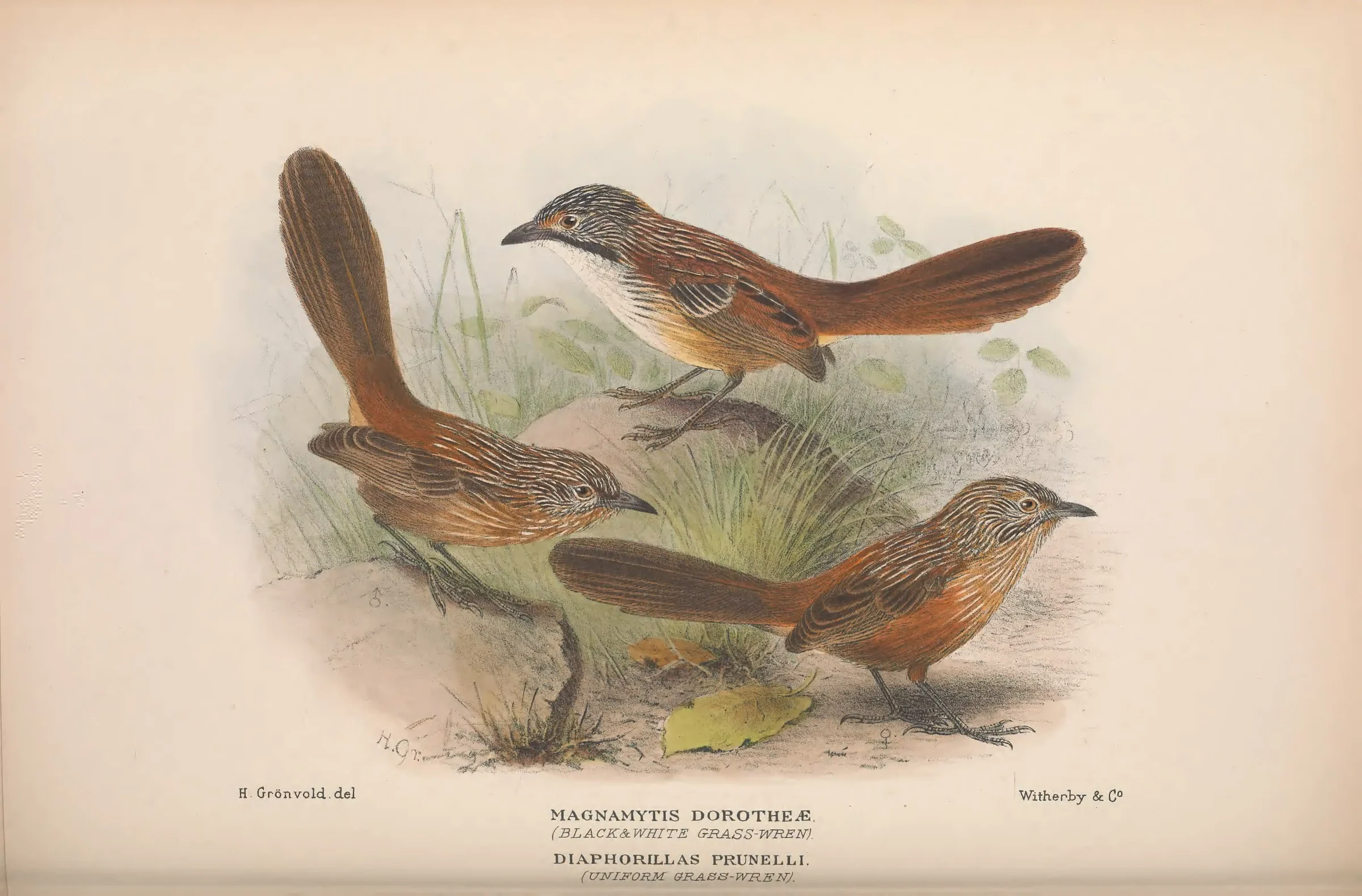 Historical bird plate: Carpentarian Grasswren