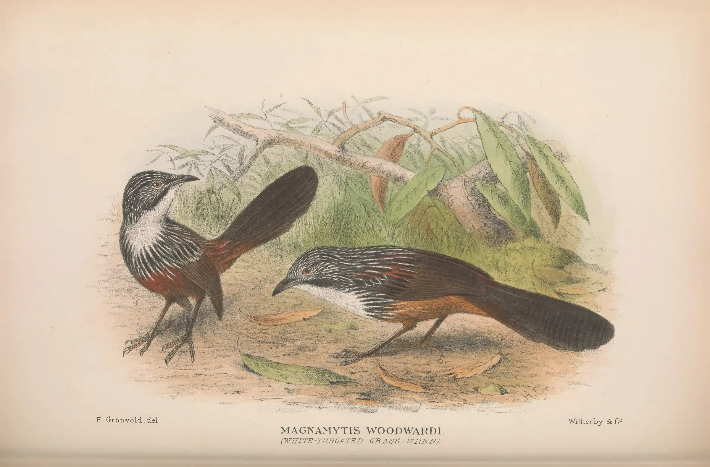 Historical bird plate: White-throated Grasswren
