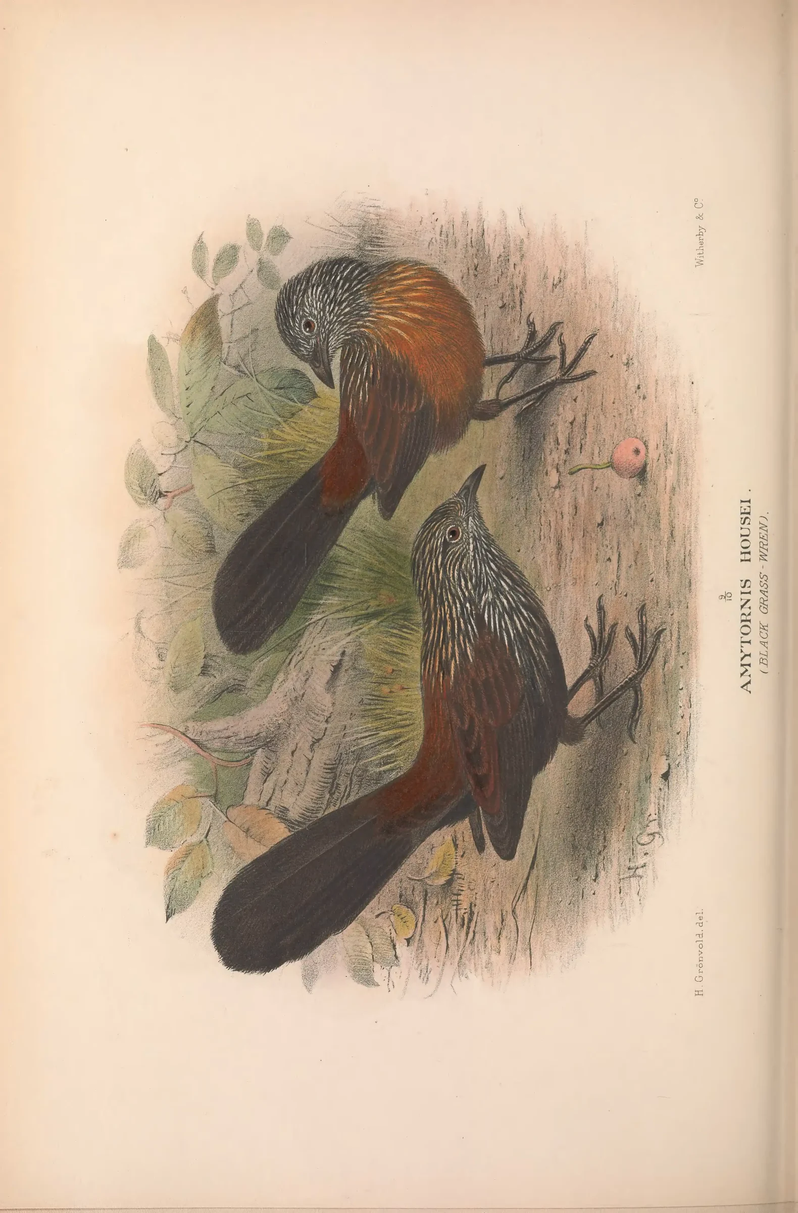 Historical bird plate: Black Grasswren