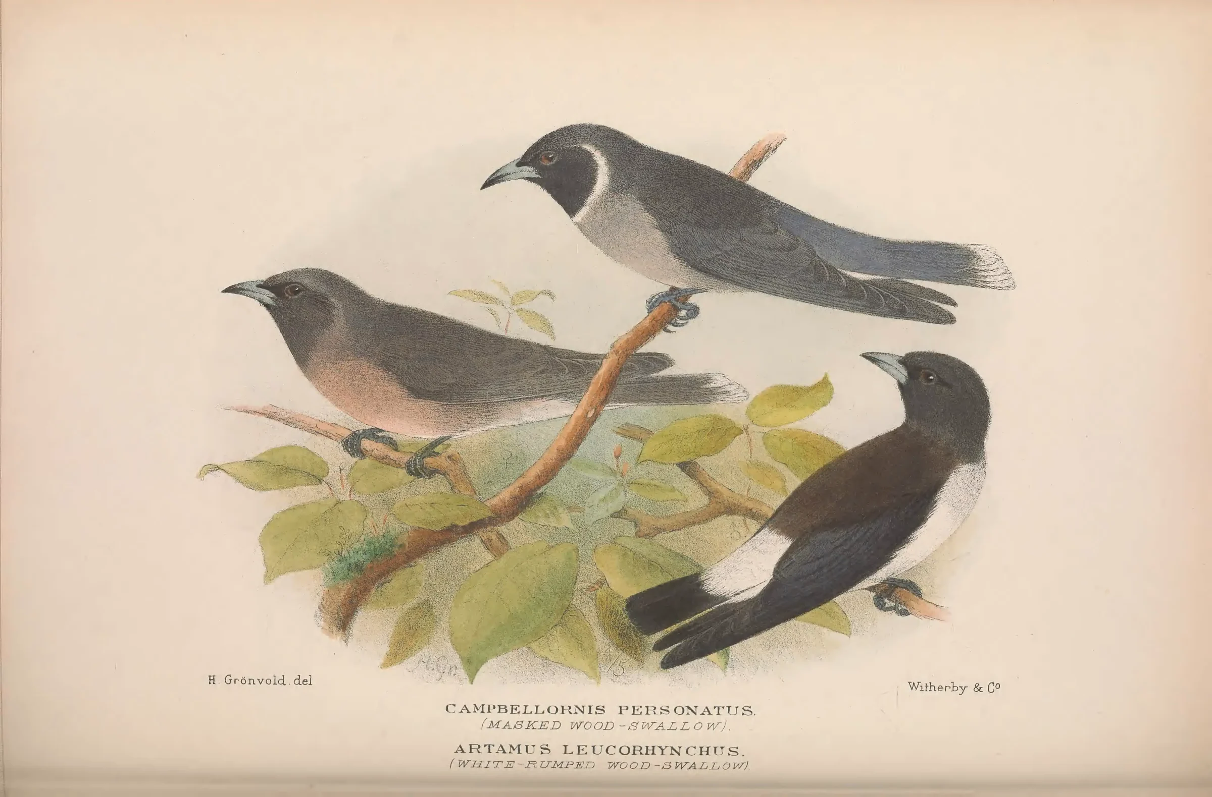 Historical bird plate: Short-tailed Grasswren