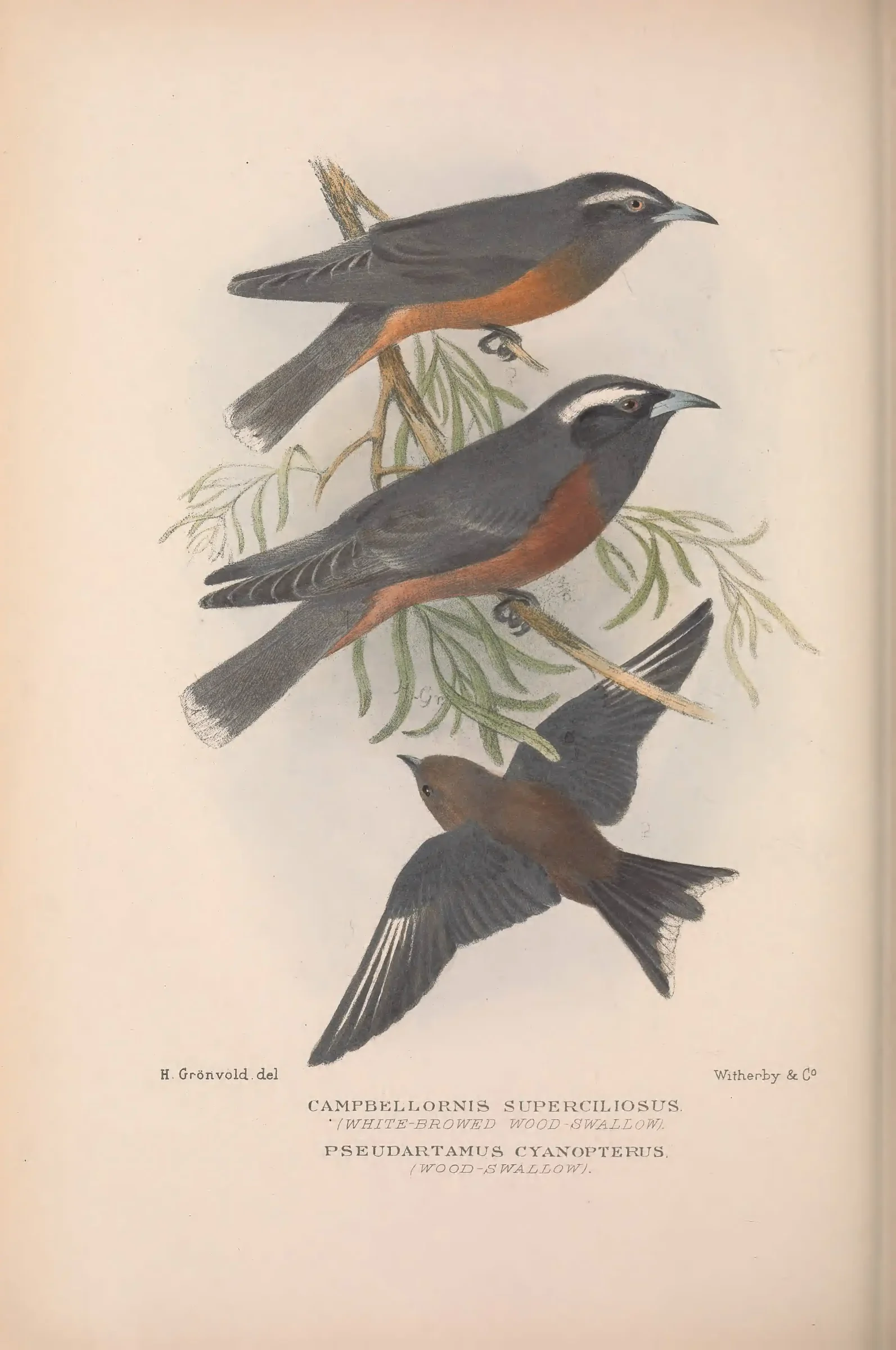 Historical bird plate: White-breasted Woodswallow