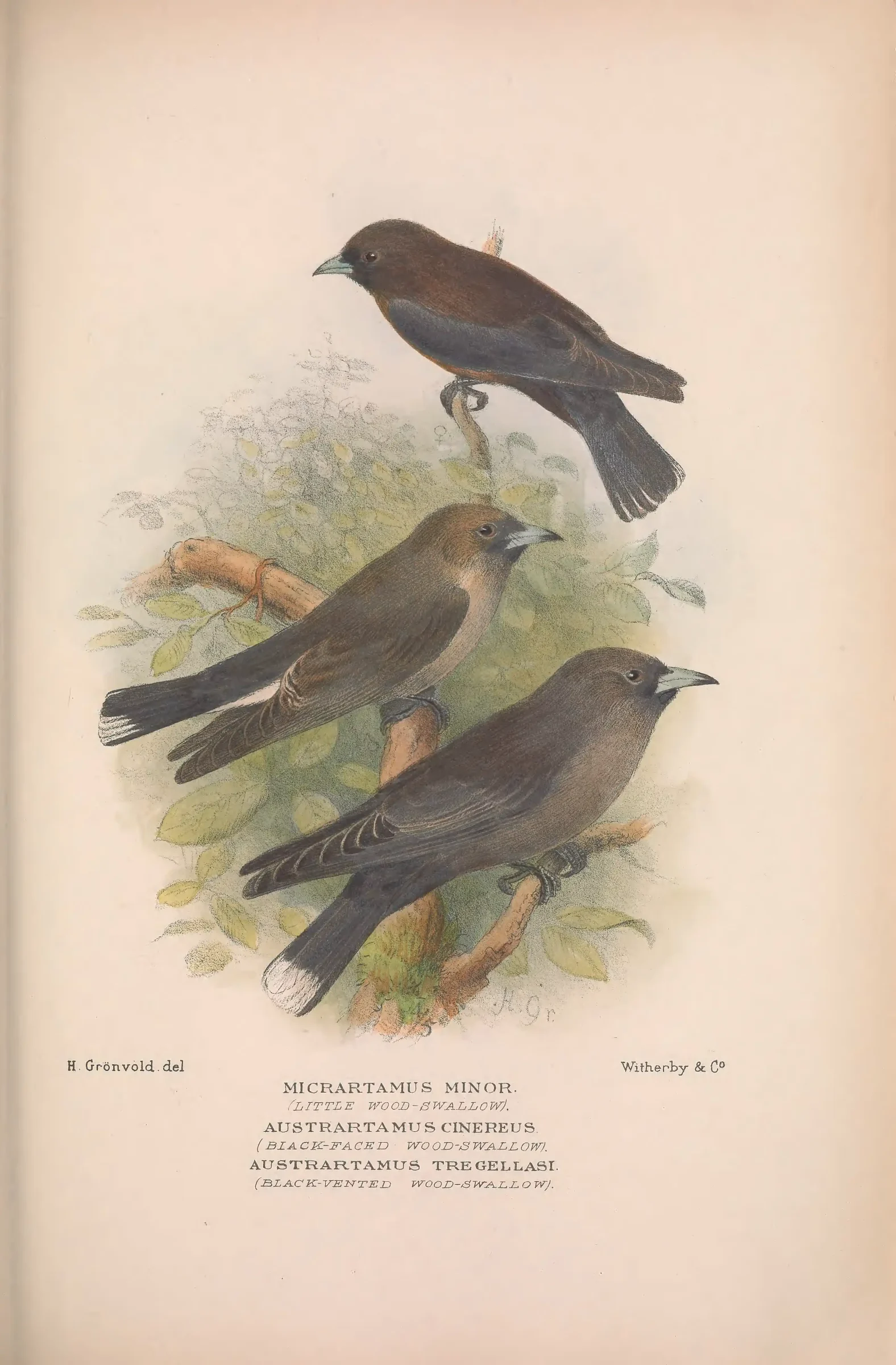 Historical bird plate: Black-faced Woodswallow