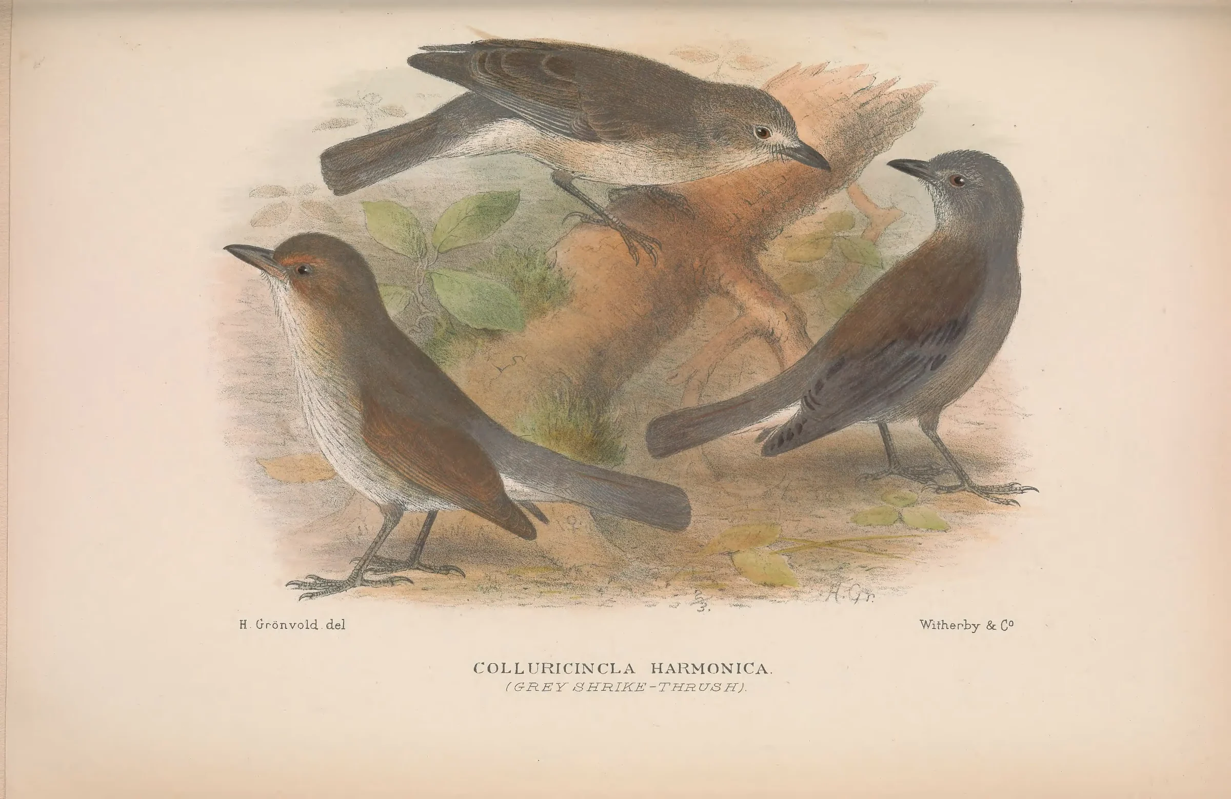 Historical bird plate: Grey Shrikethrush