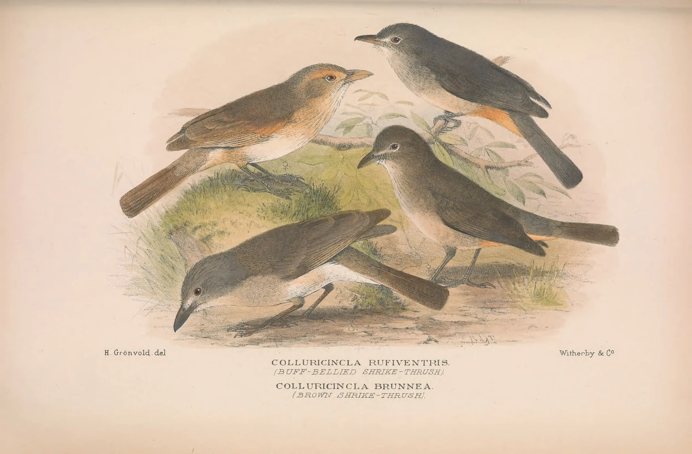 Historical bird plate: Little Shrikethrush