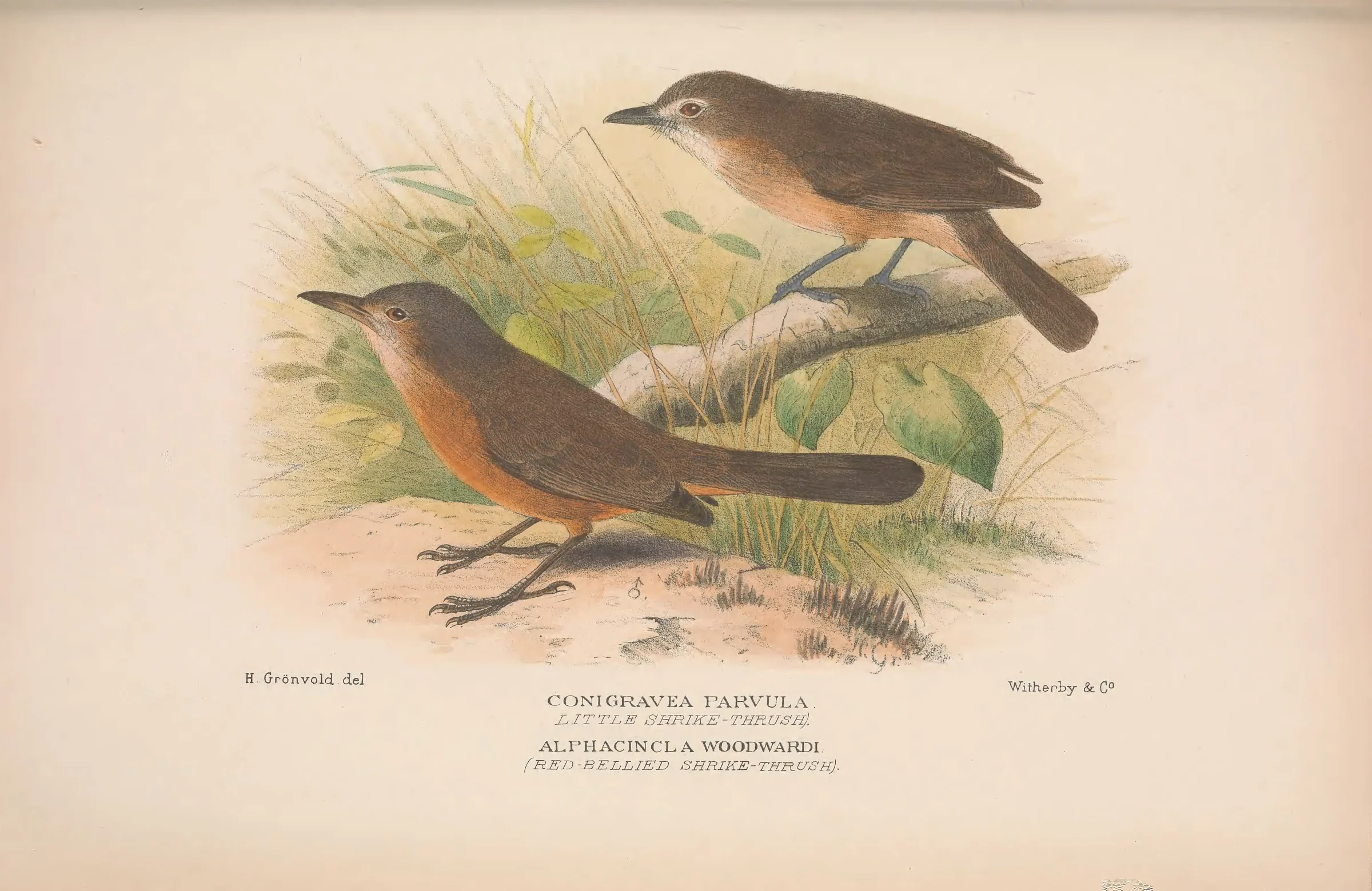Historical bird plate: Little Shrikethrush