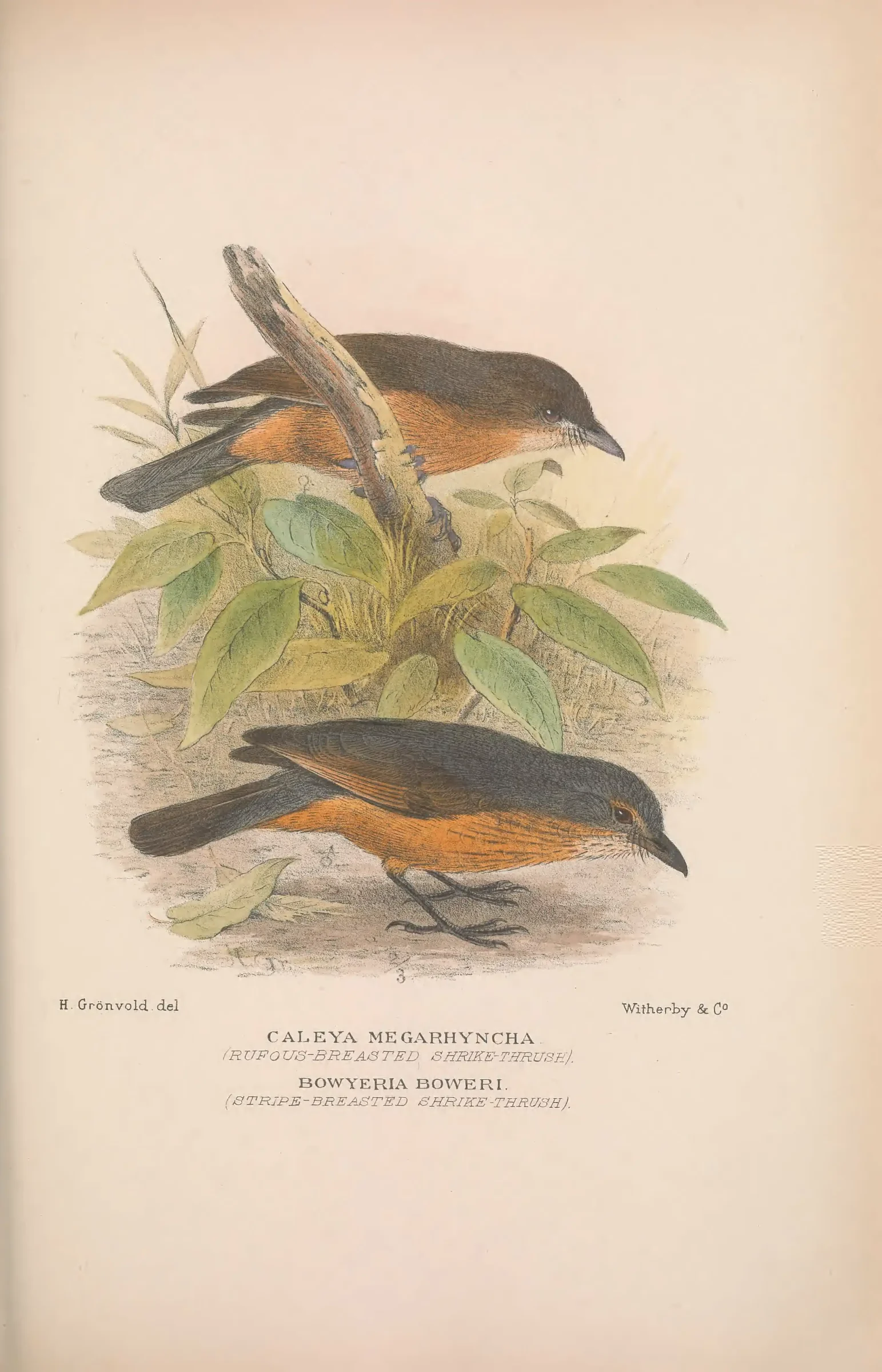Historical bird plate: Little Shrikethrush