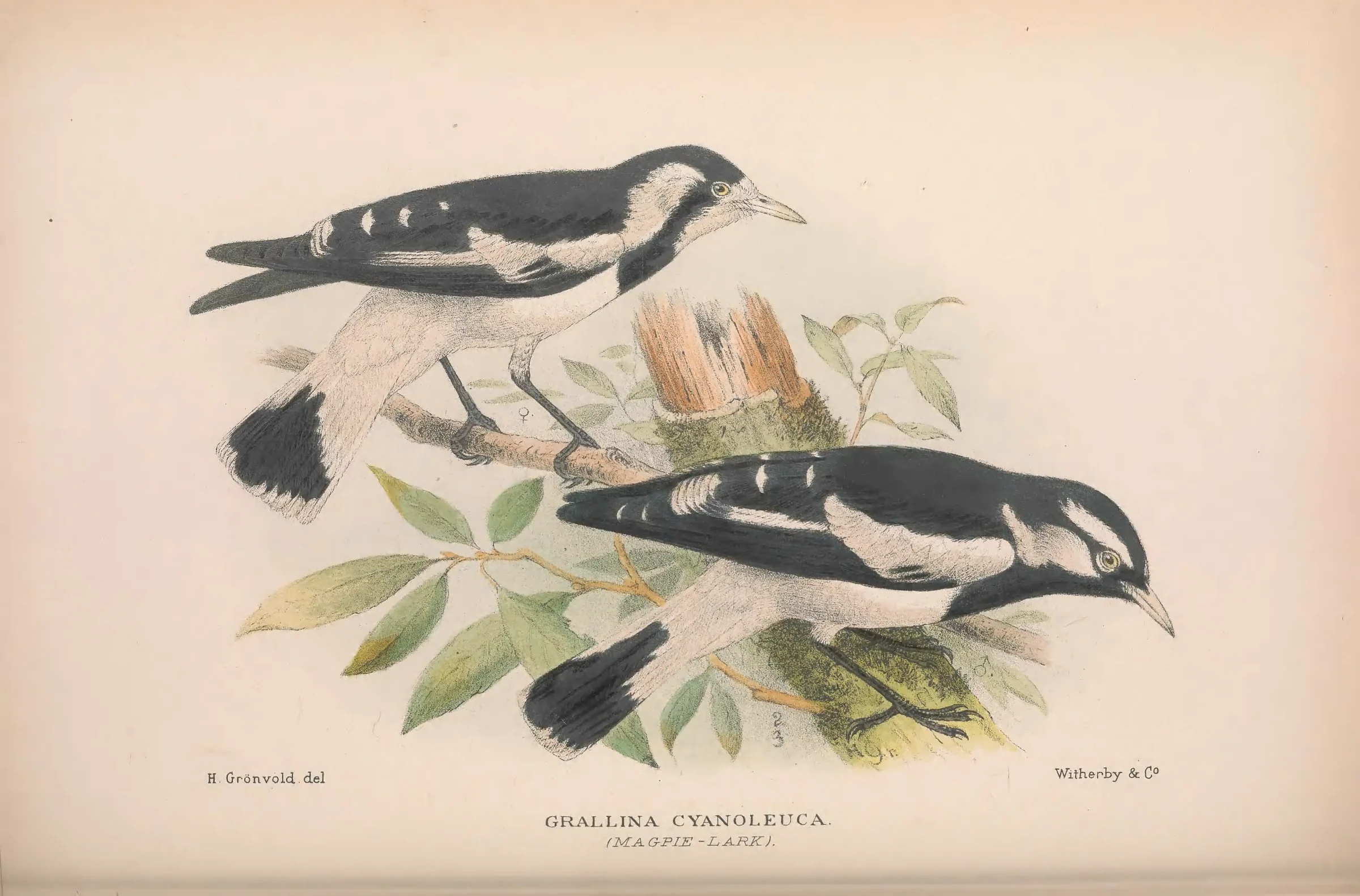 Historical bird plate: Magpie-lark