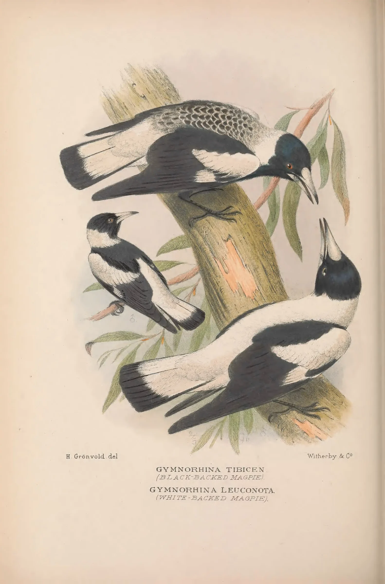 Historical bird plate: Australian Magpie