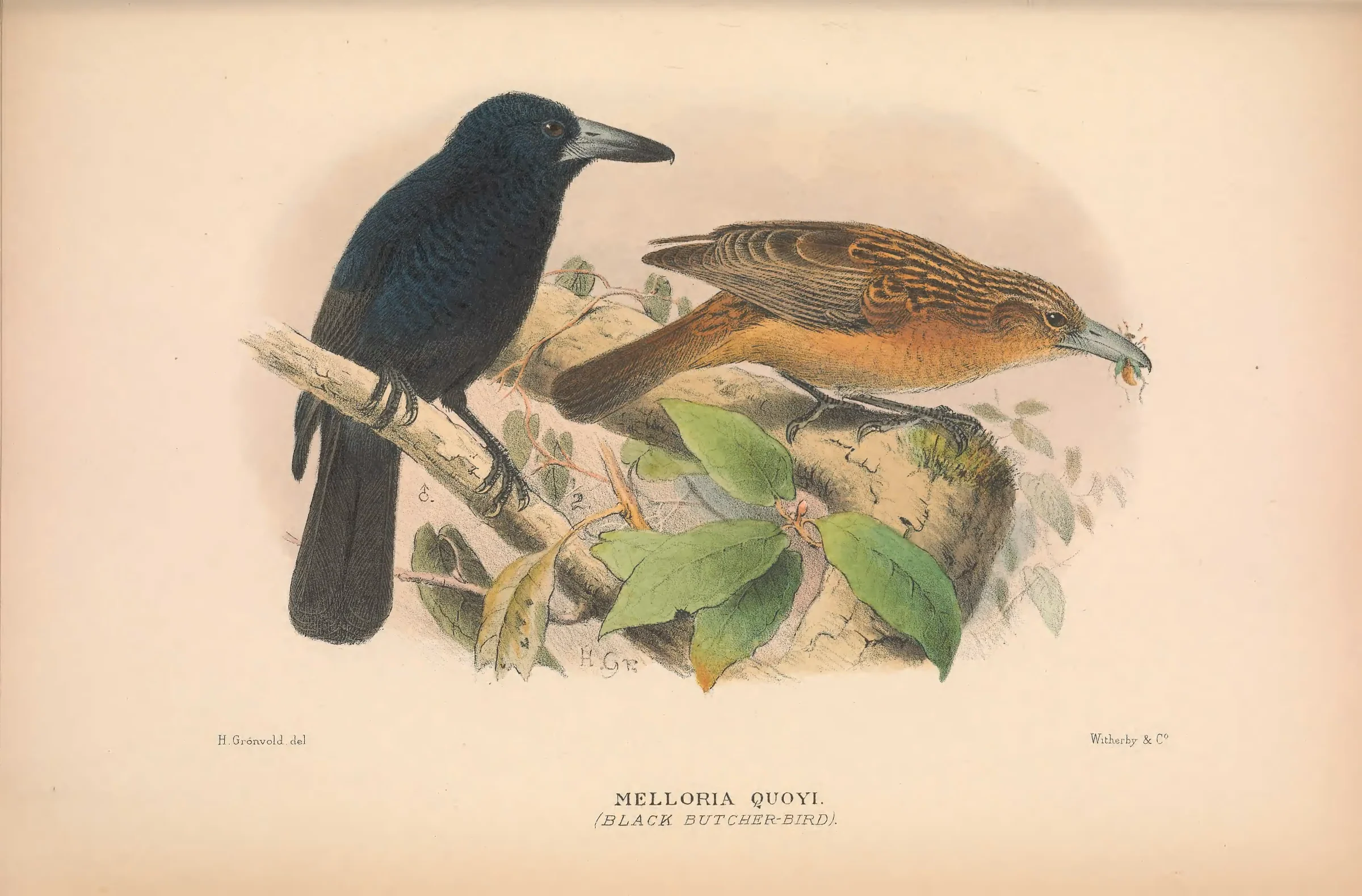 Historical bird plate: Black Butcherbird