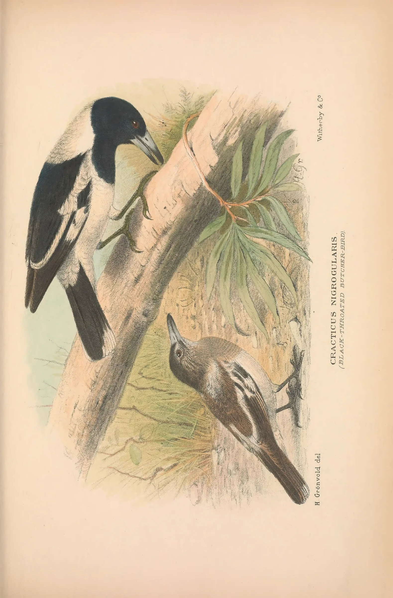Historical bird plate: Pied Butcherbird