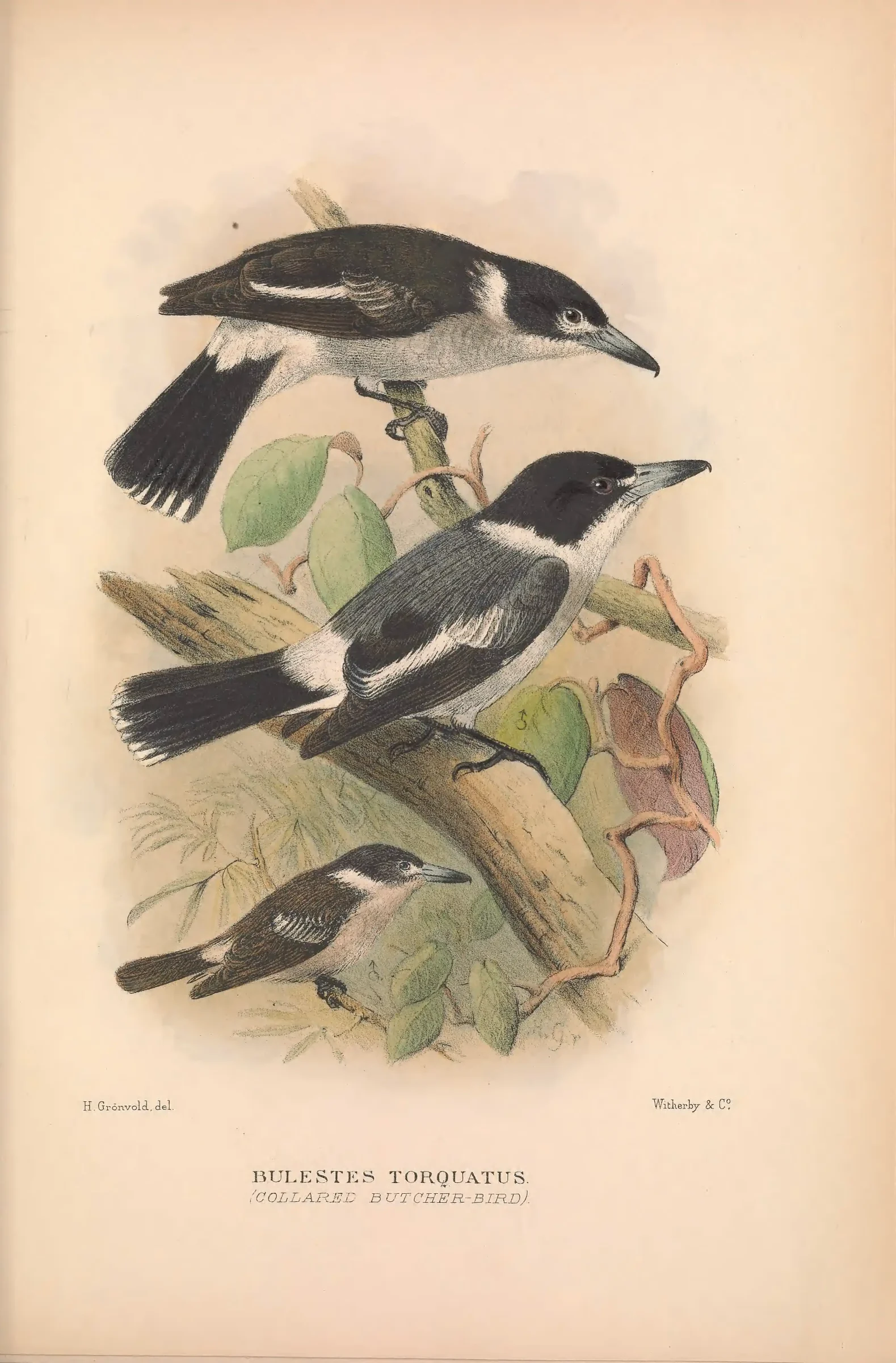 Historical bird plate: Grey Butcherbird