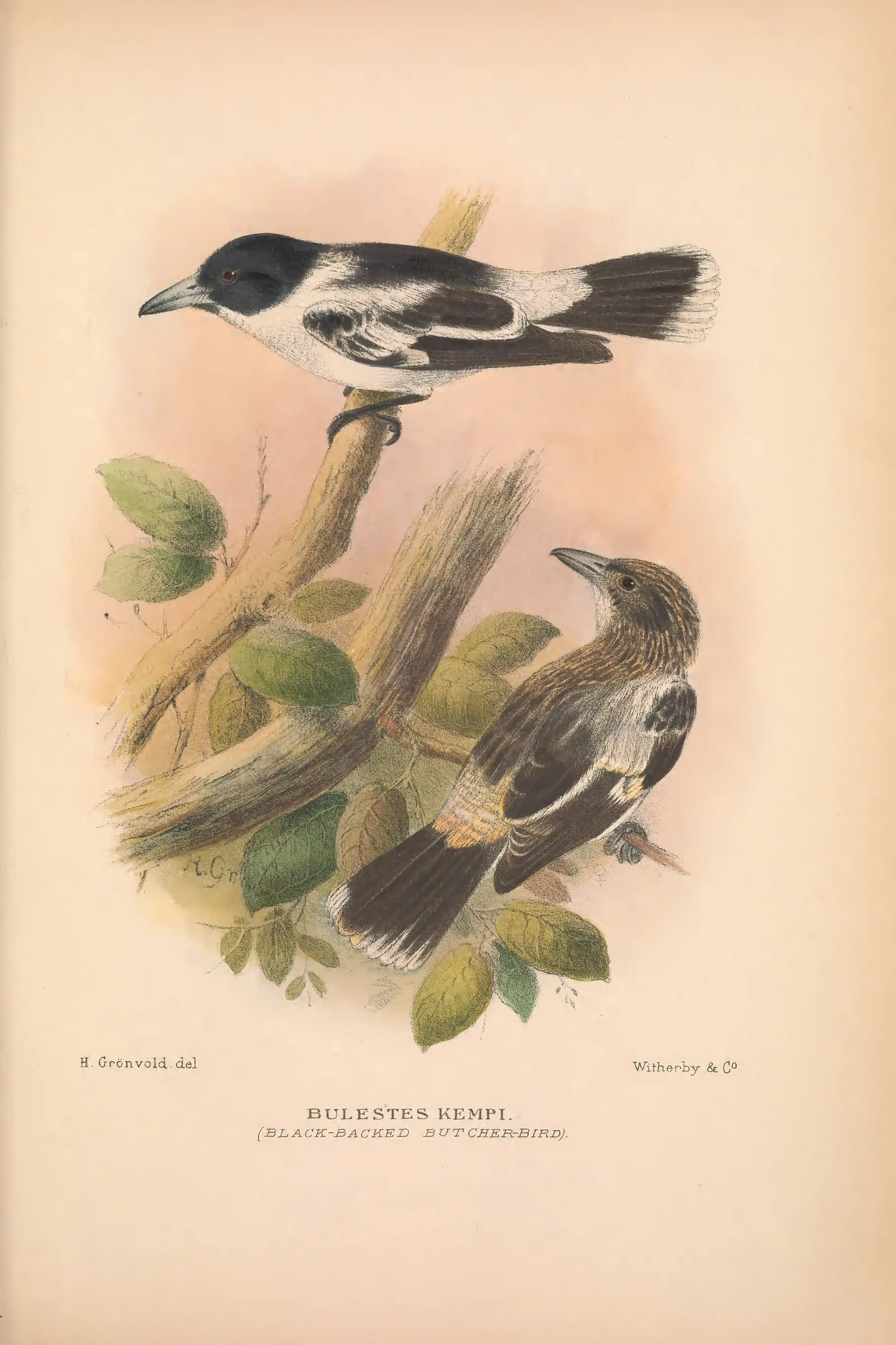 Historical bird plate: Black-backed Butcherbird