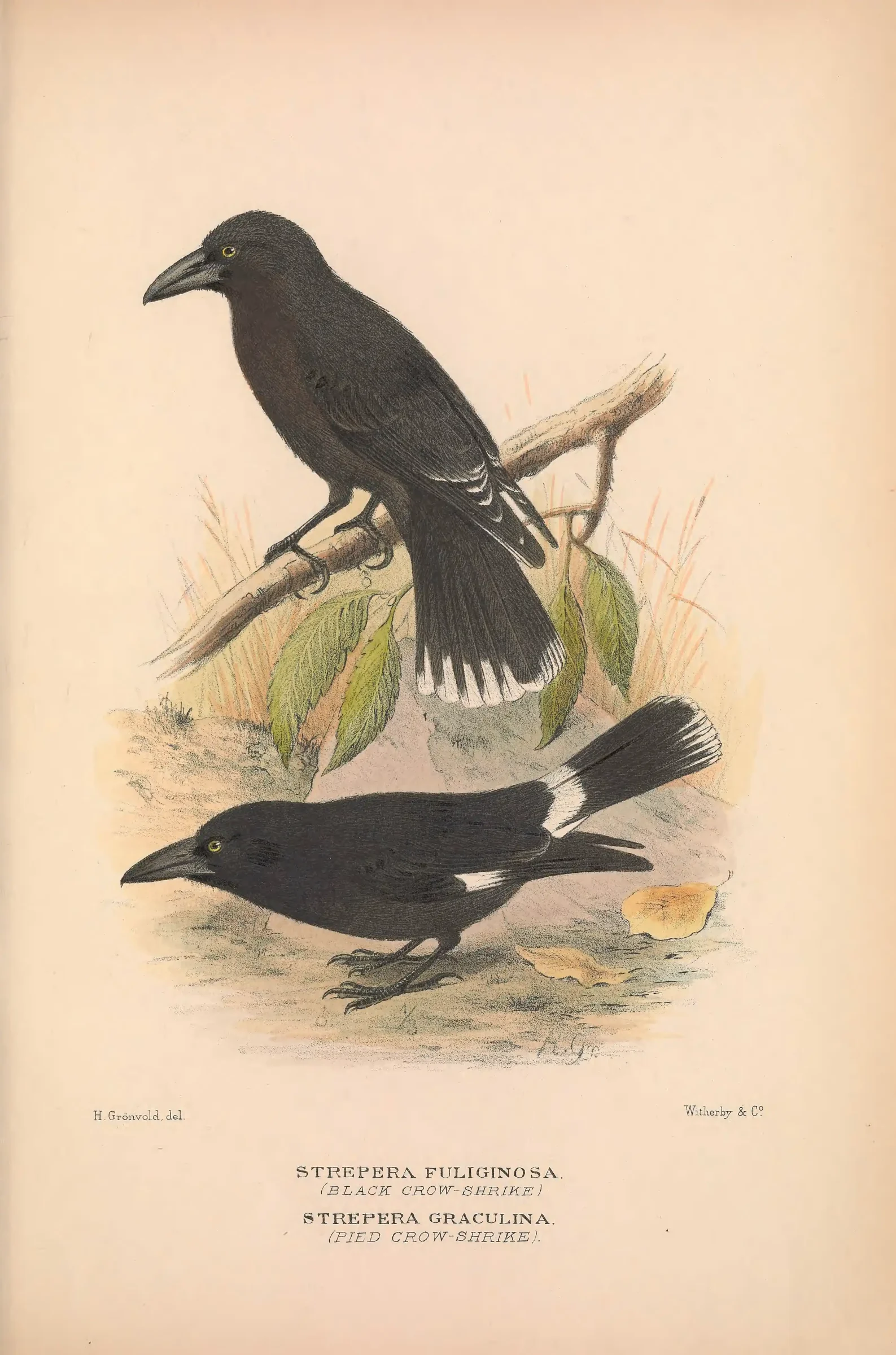 Historical bird plate: Black Currawong